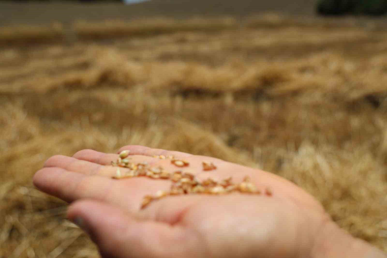 Adana’da ata tohumu karakılçık buğdayı yeniden üretime kazandırıldı