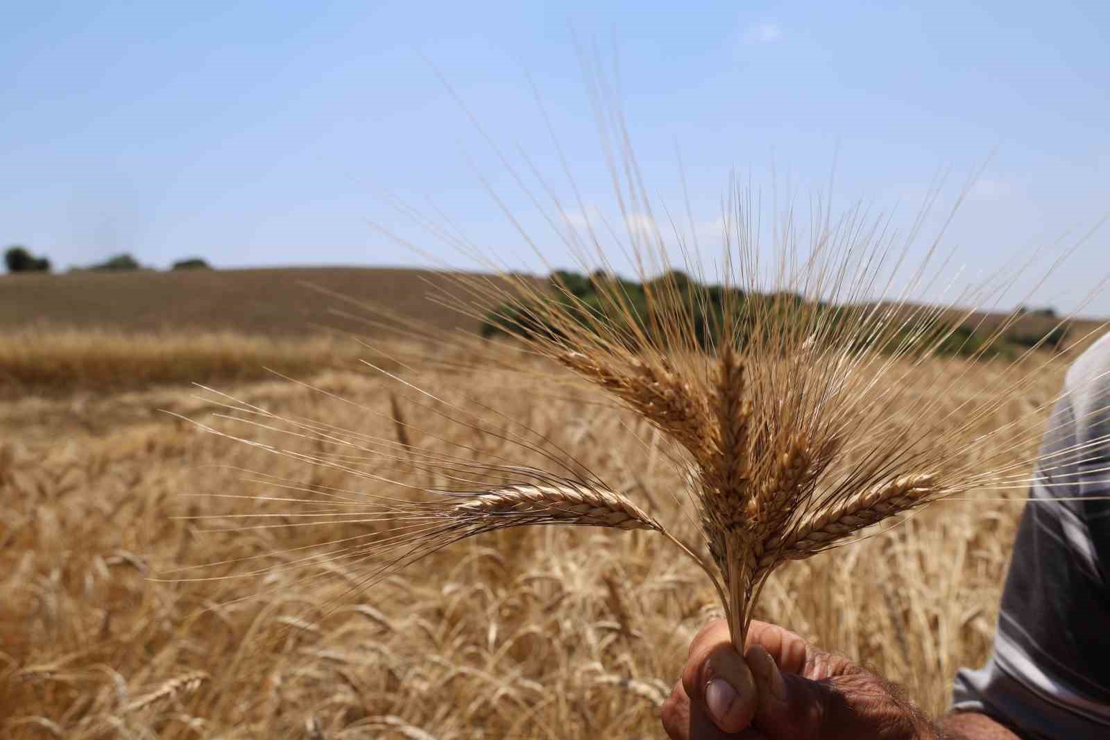 Adana’da ata tohumu karakılçık buğdayı yeniden üretime kazandırıldı