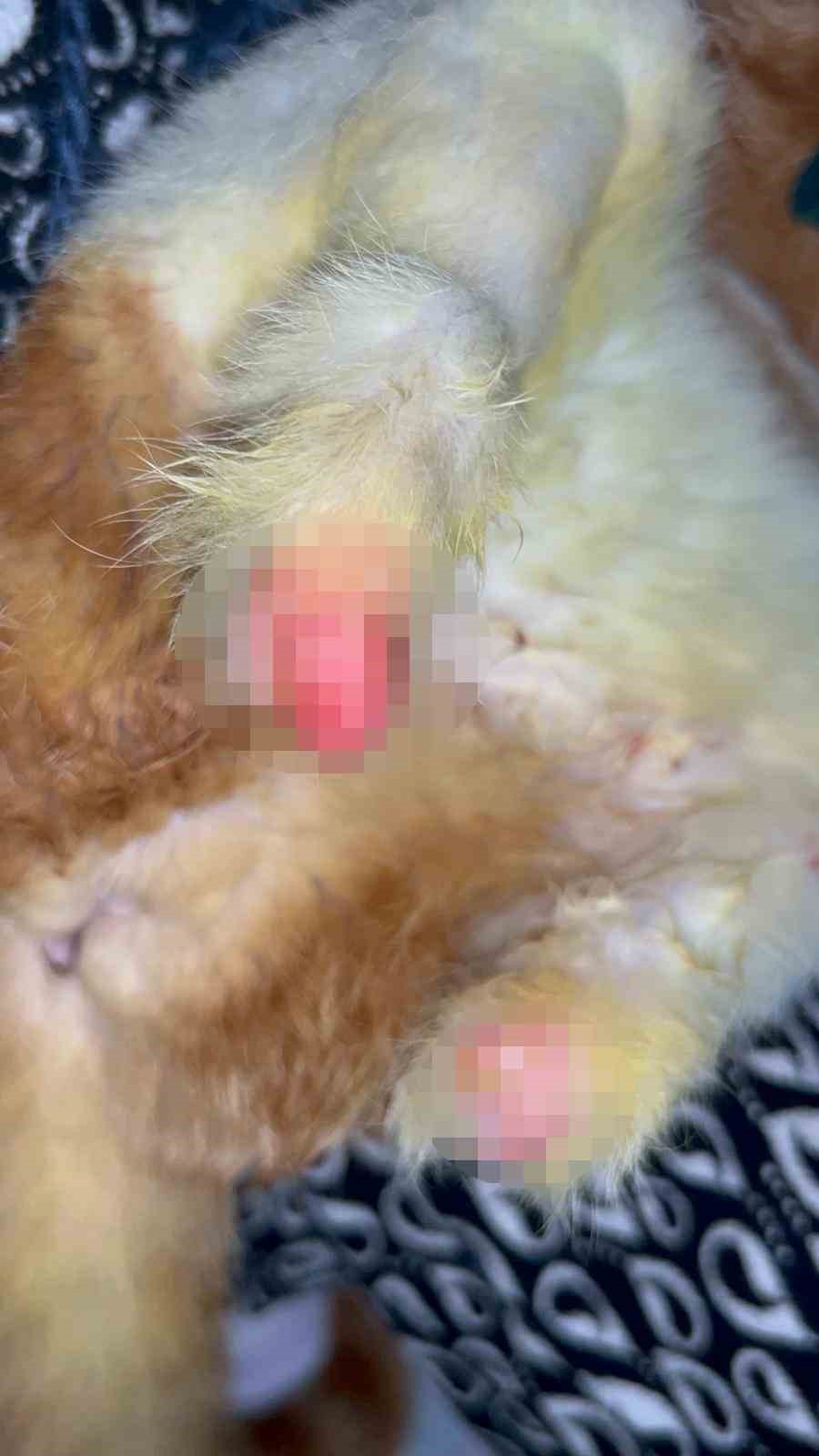 Arka 2 patisi ampute edilen Balım’a 3 boyutlu özel tasarlanan protez