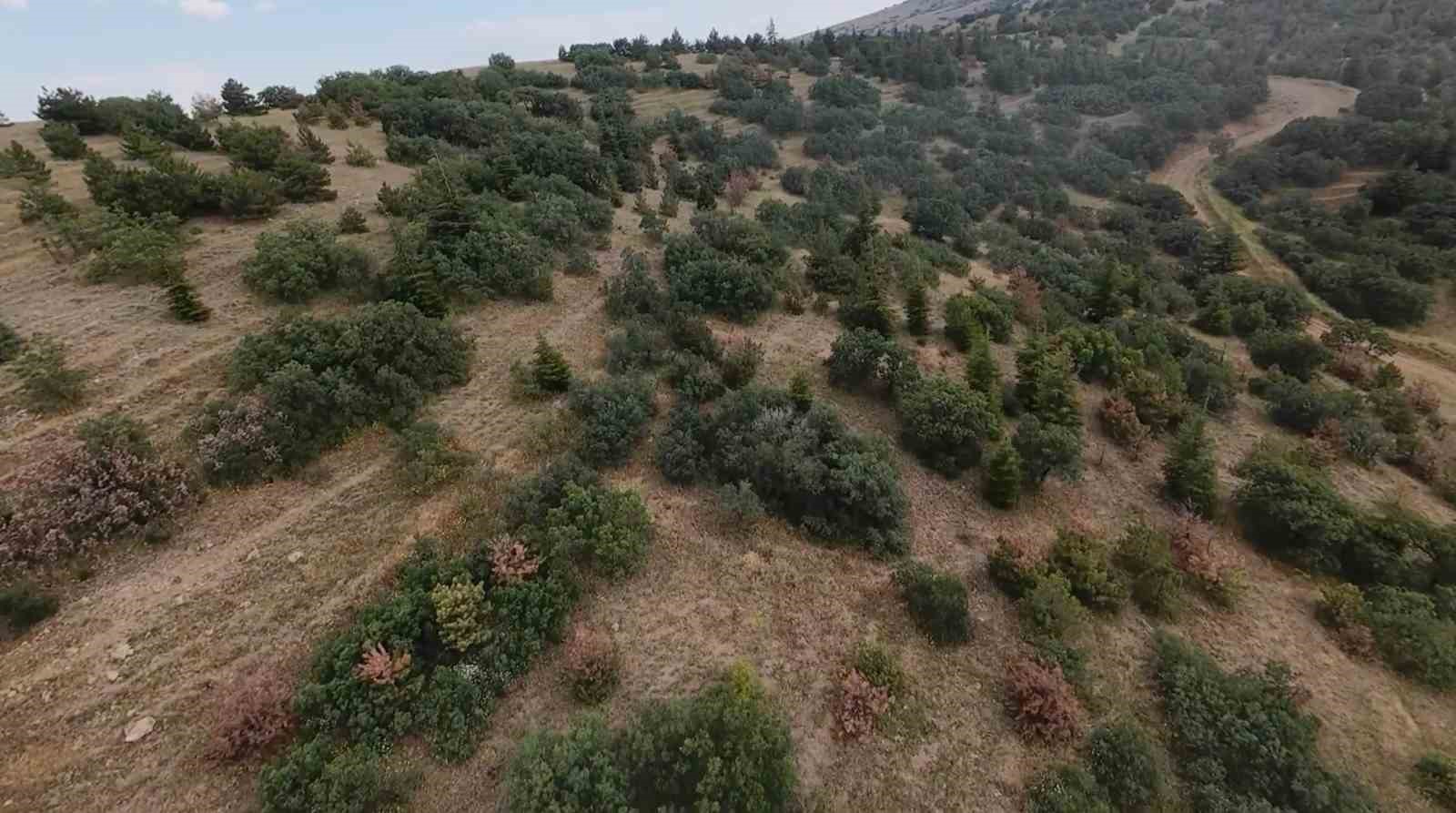 Eskişehir’de kaybolan gebe inek dron ile aranıyor