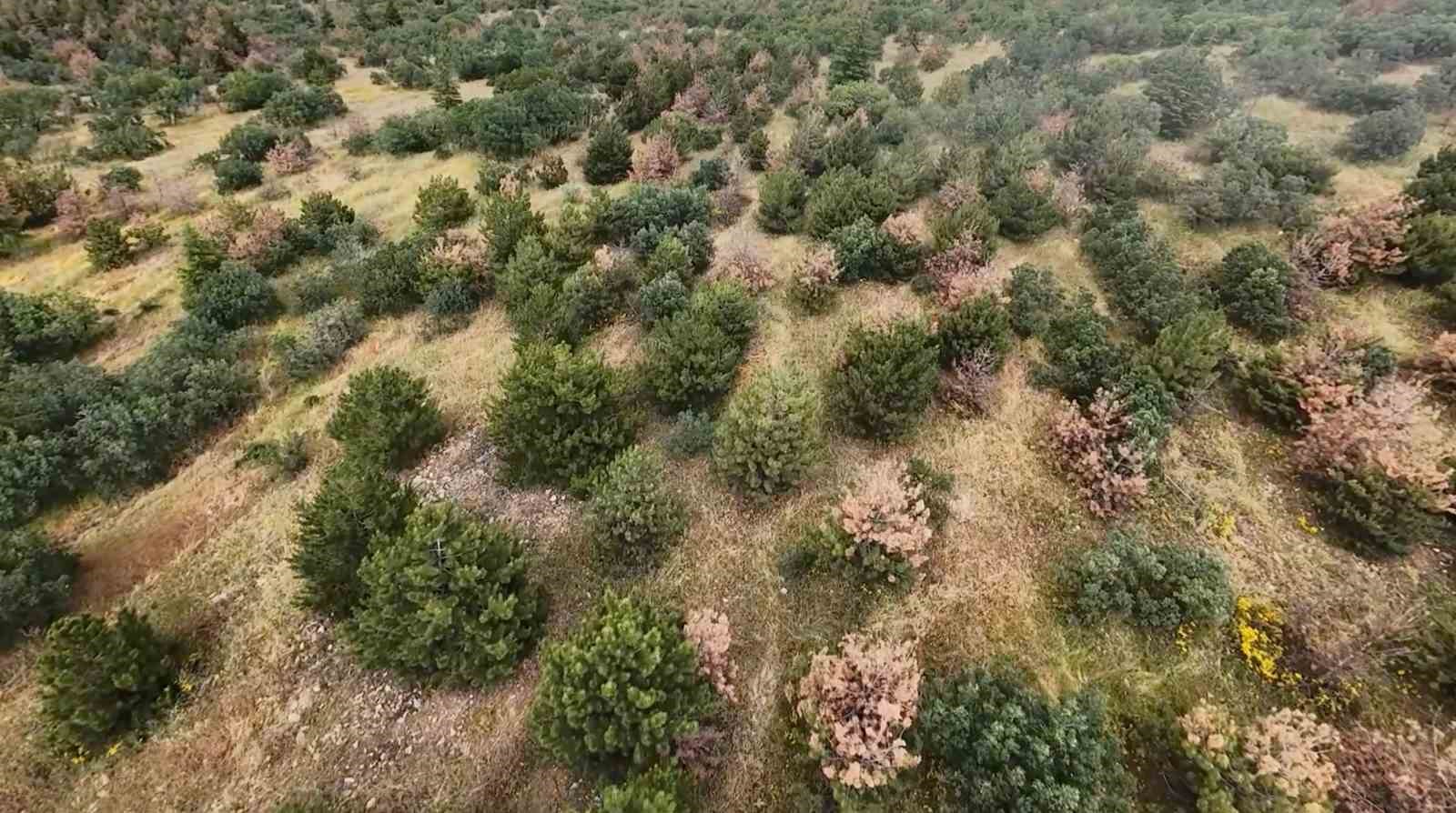 Eskişehir’de kaybolan gebe inek dron ile aranıyor