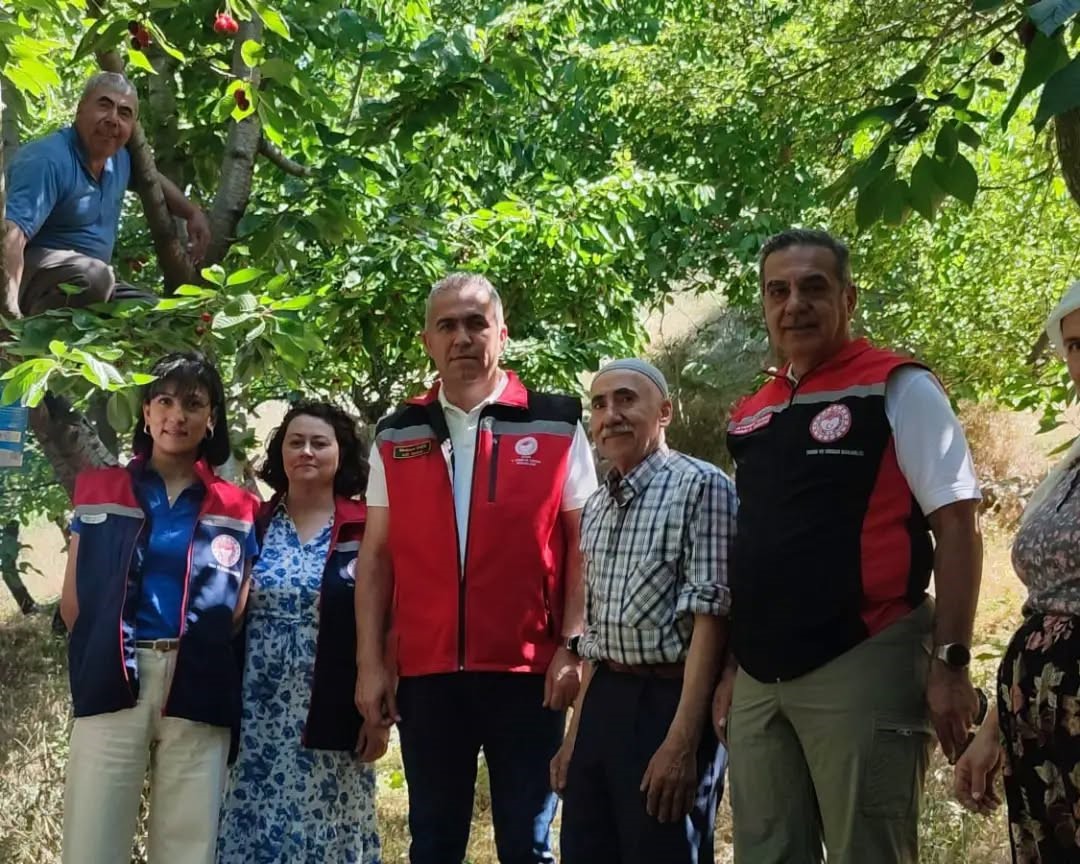 Aydın’da kiraz hasadı sürüyor