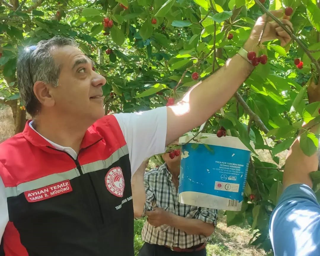 Aydın’da kiraz hasadı sürüyor