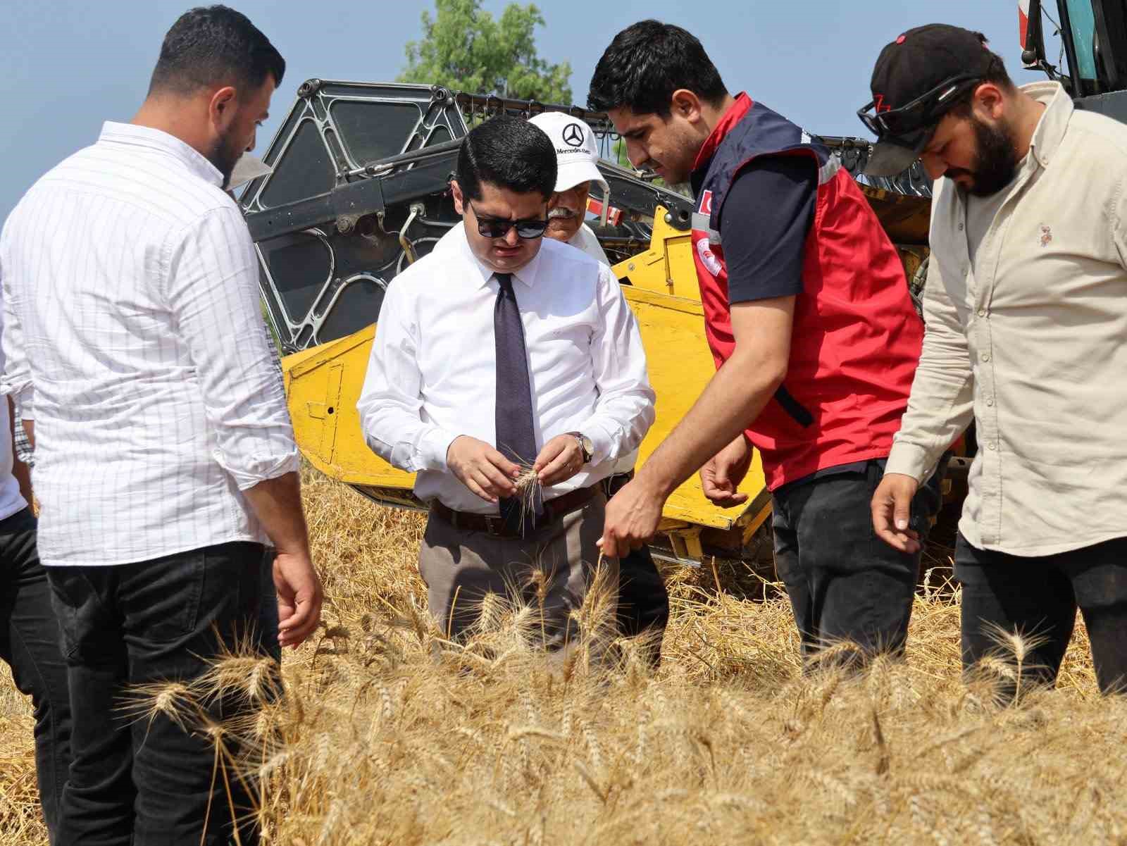 Arsuz’da buğday hasadı devam ediyor