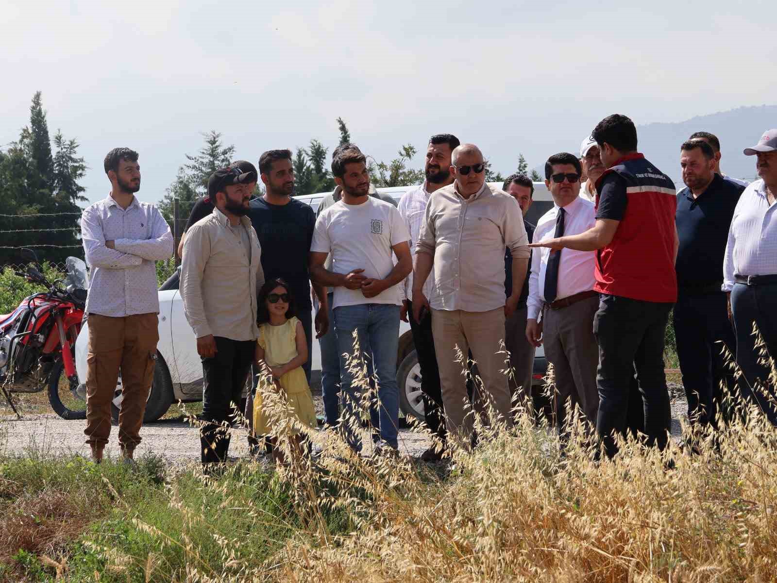 Arsuz’da buğday hasadı devam ediyor