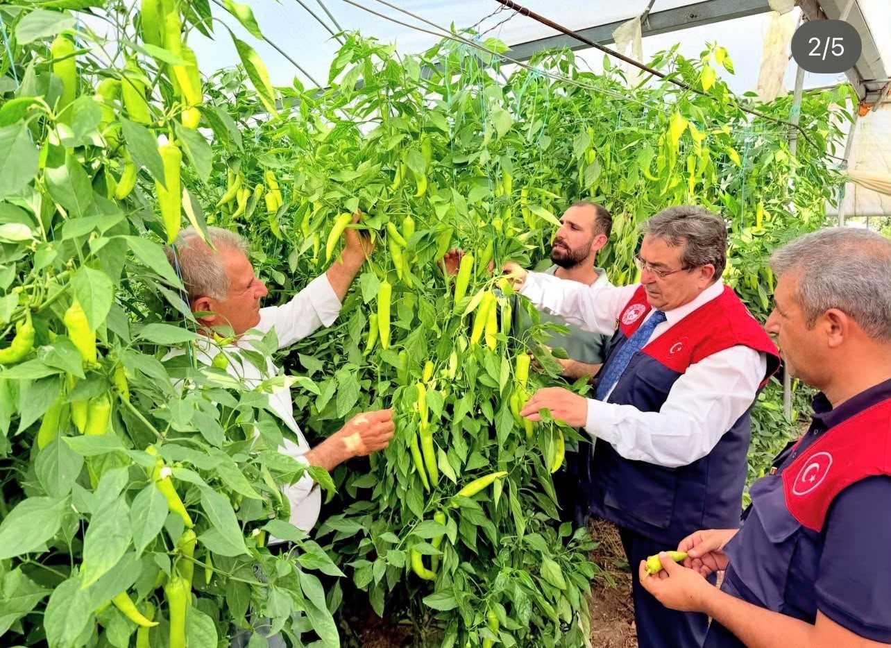 Mersin’de kapya biber üretimi yerinde incelendi
