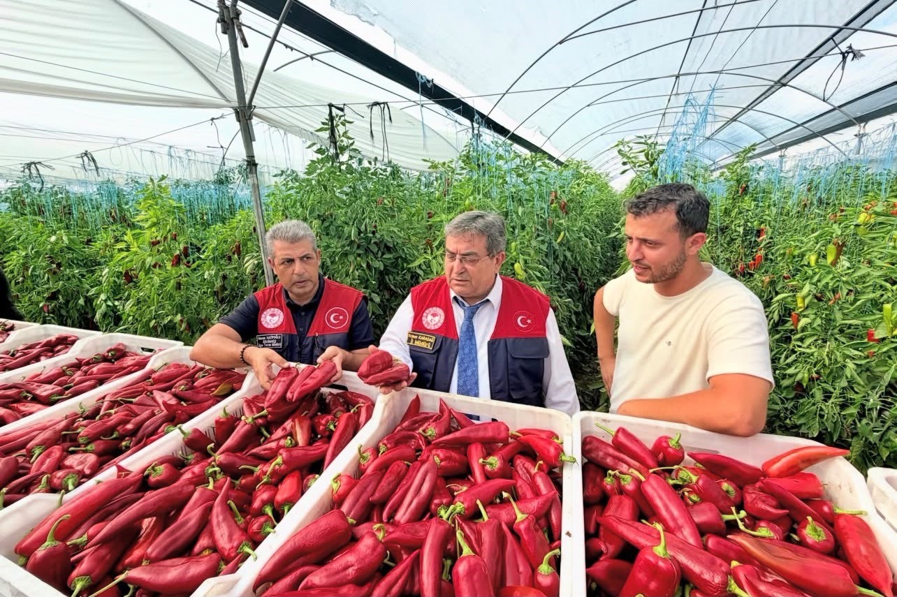 Mersin’de kapya biber üretimi yerinde incelendi