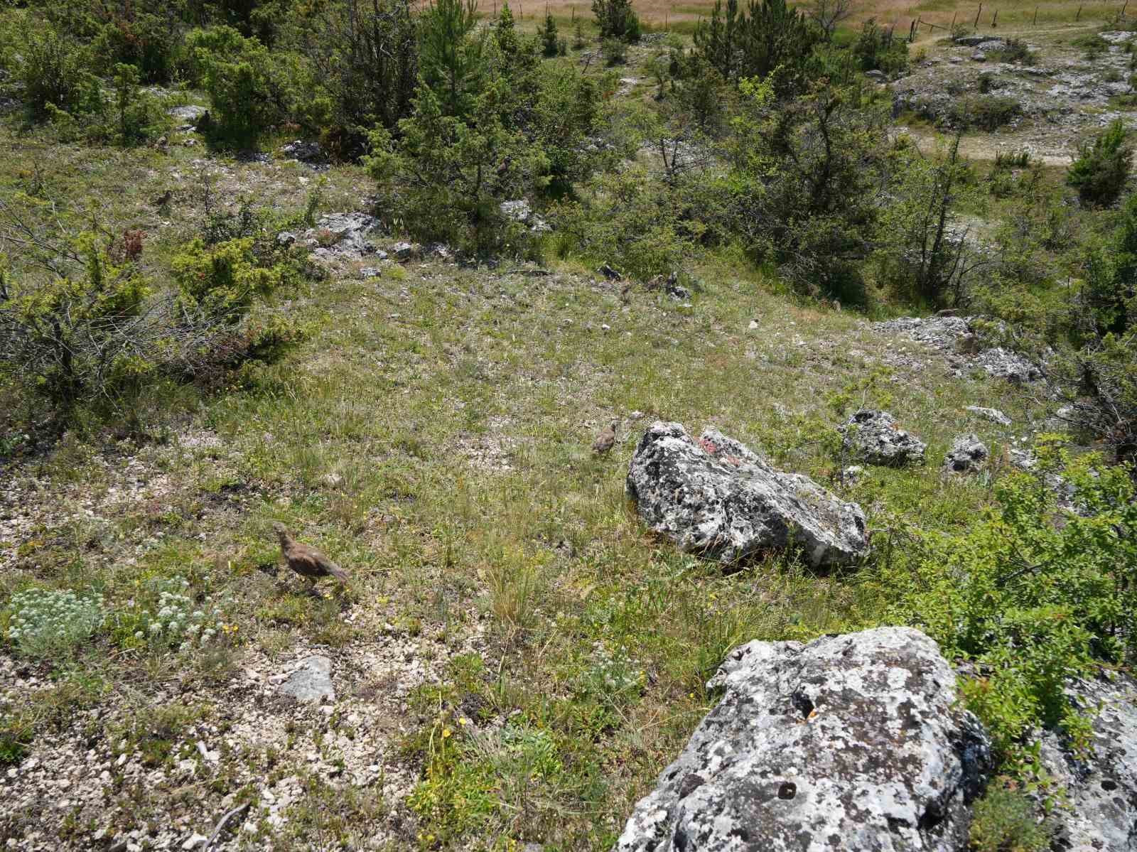 Kastamonu’da doğaya bin 200 kınalı keklik salındı