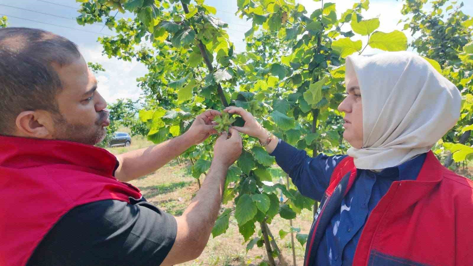 Yeni sezon öncesi fındık bahçelerinde saha incelemeleri sürüyor