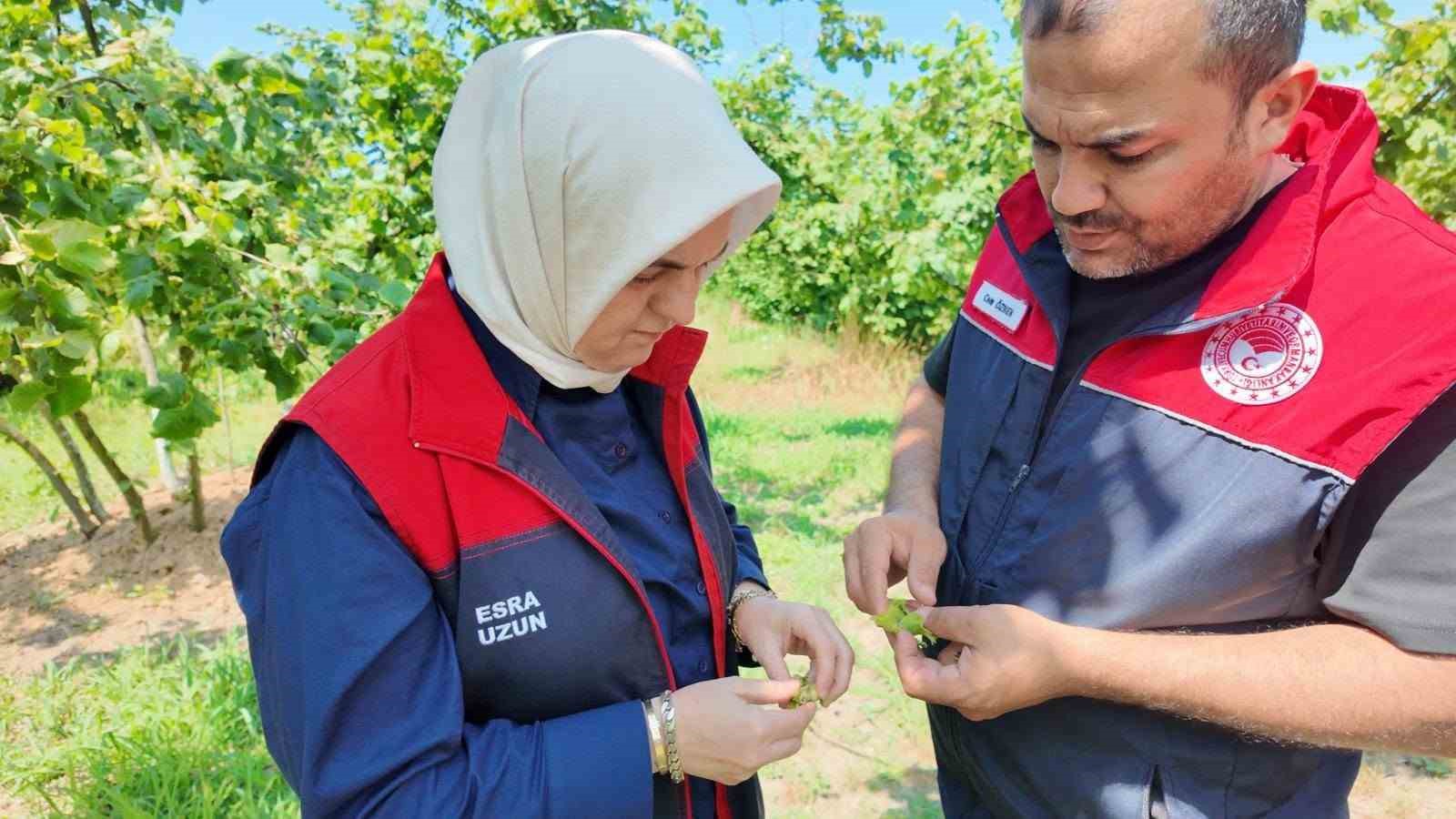 Yeni sezon öncesi fındık bahçelerinde saha incelemeleri sürüyor