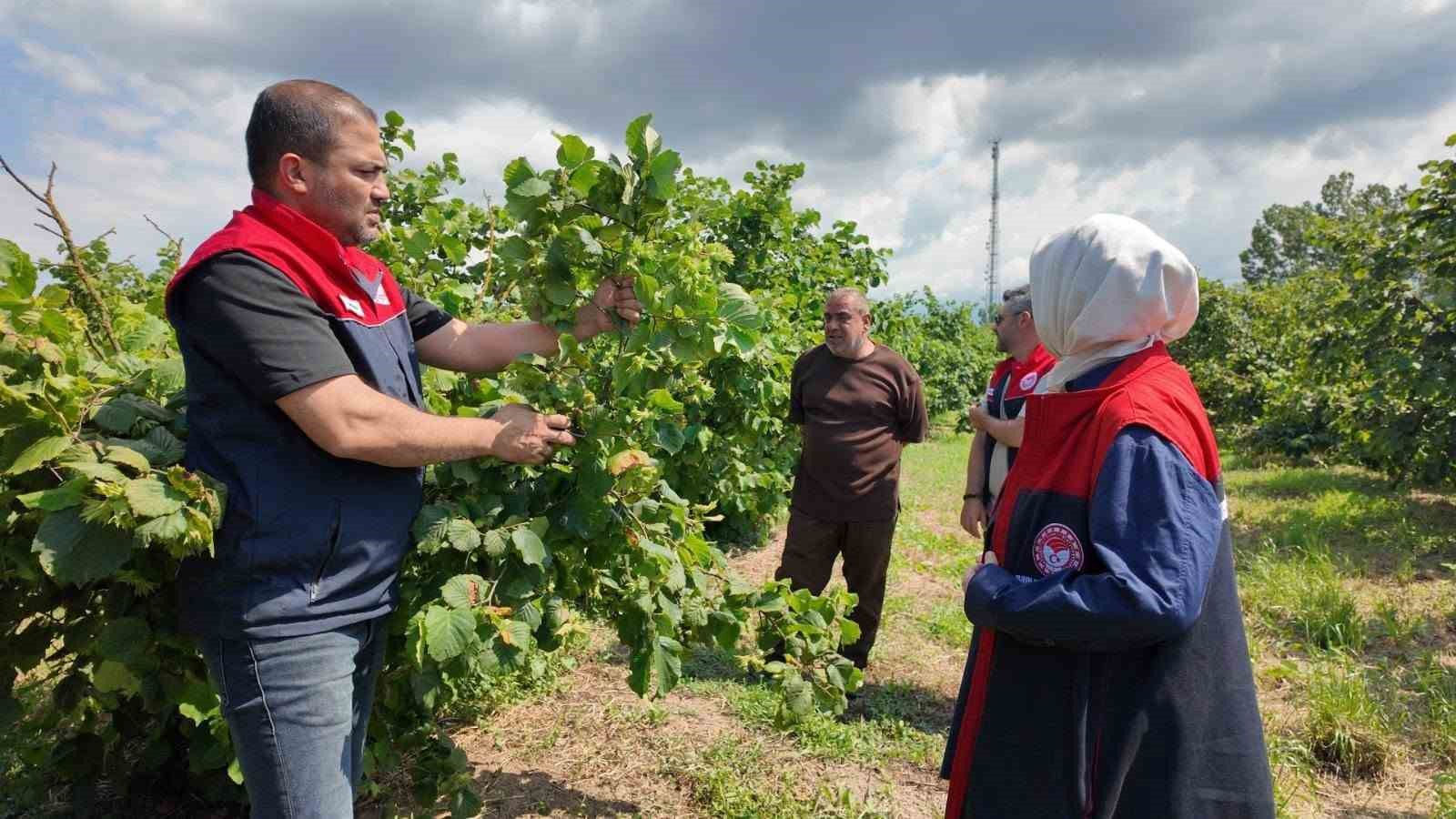 Yeni sezon öncesi fındık bahçelerinde saha incelemeleri sürüyor