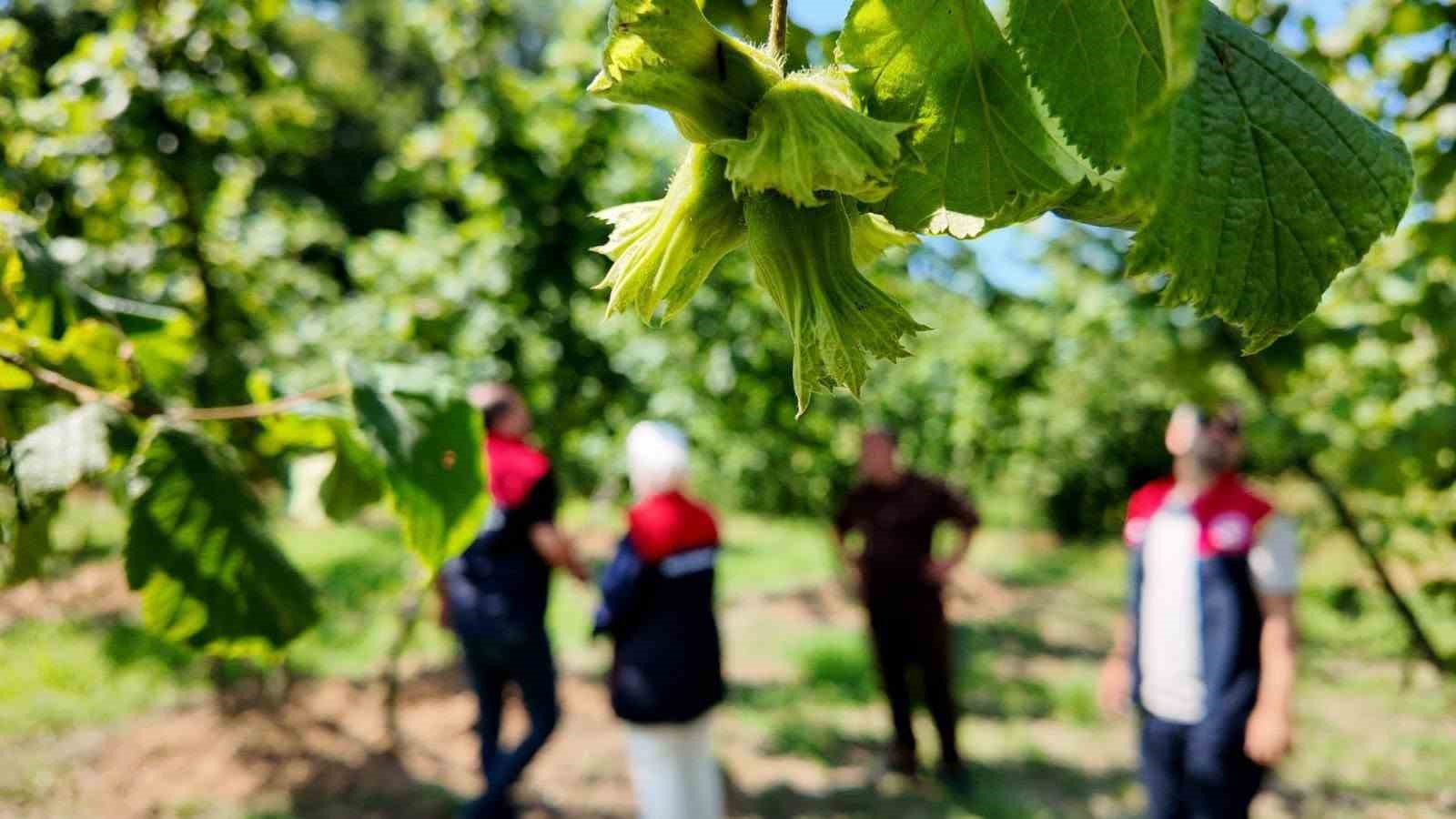 Yeni sezon öncesi fındık bahçelerinde saha incelemeleri sürüyor