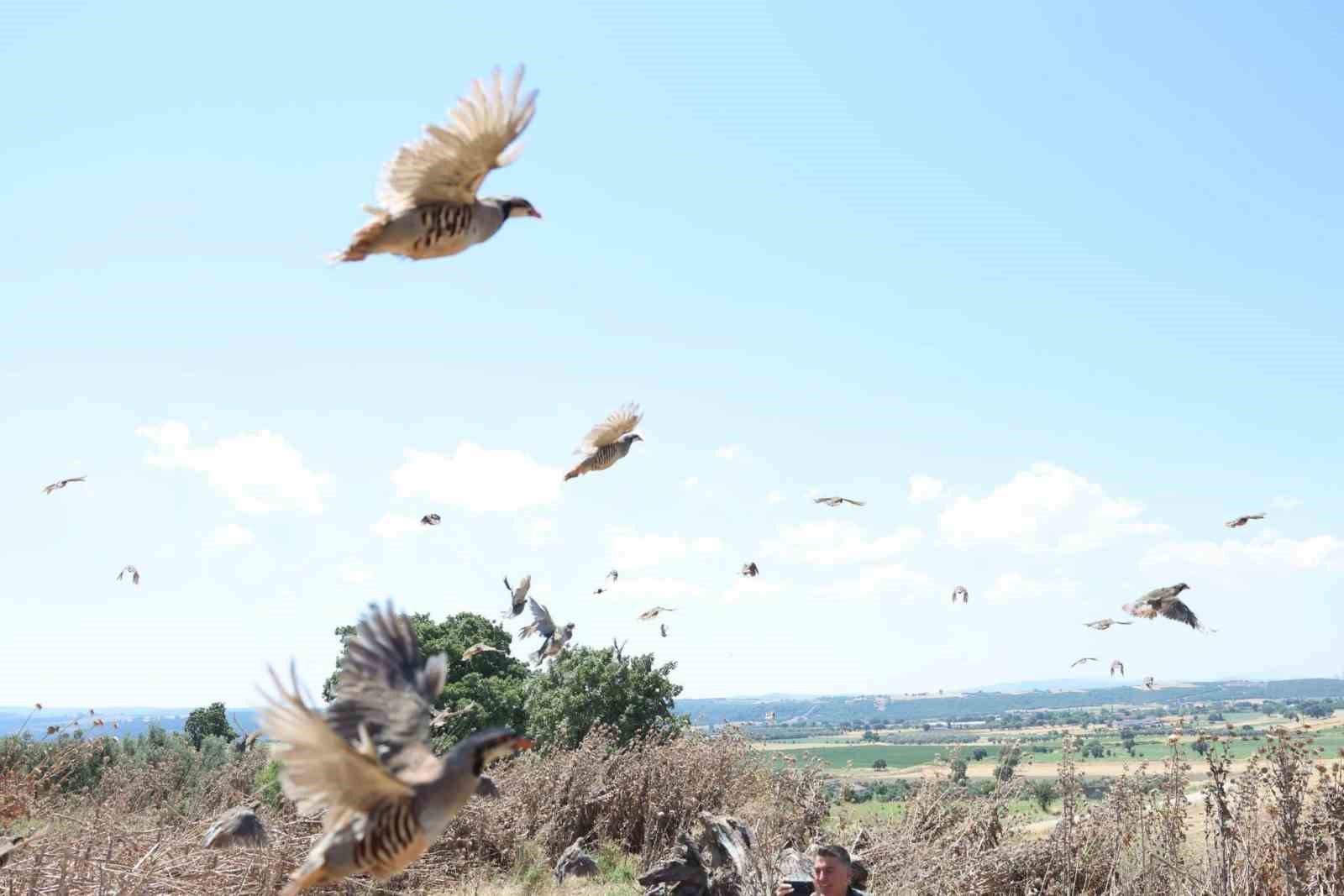 Çanakkale’de 1000 kınalı keklik doğaya salındı