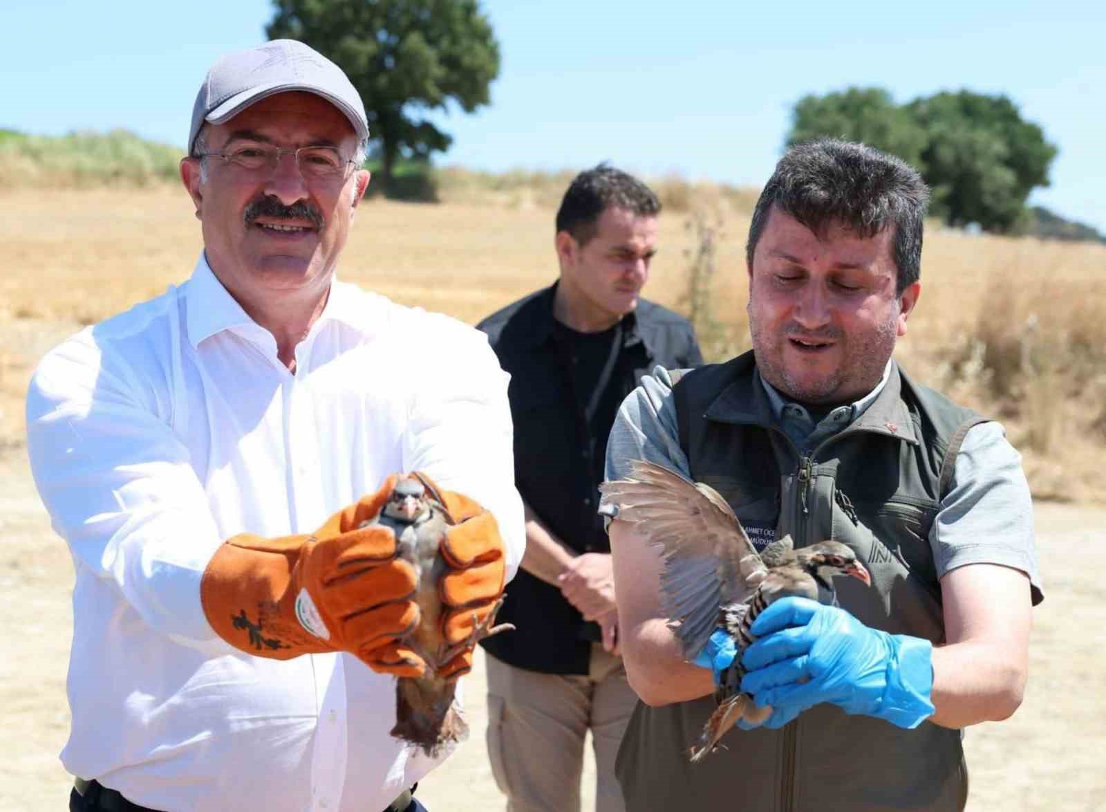 Çanakkale’de 1000 kınalı keklik doğaya salındı