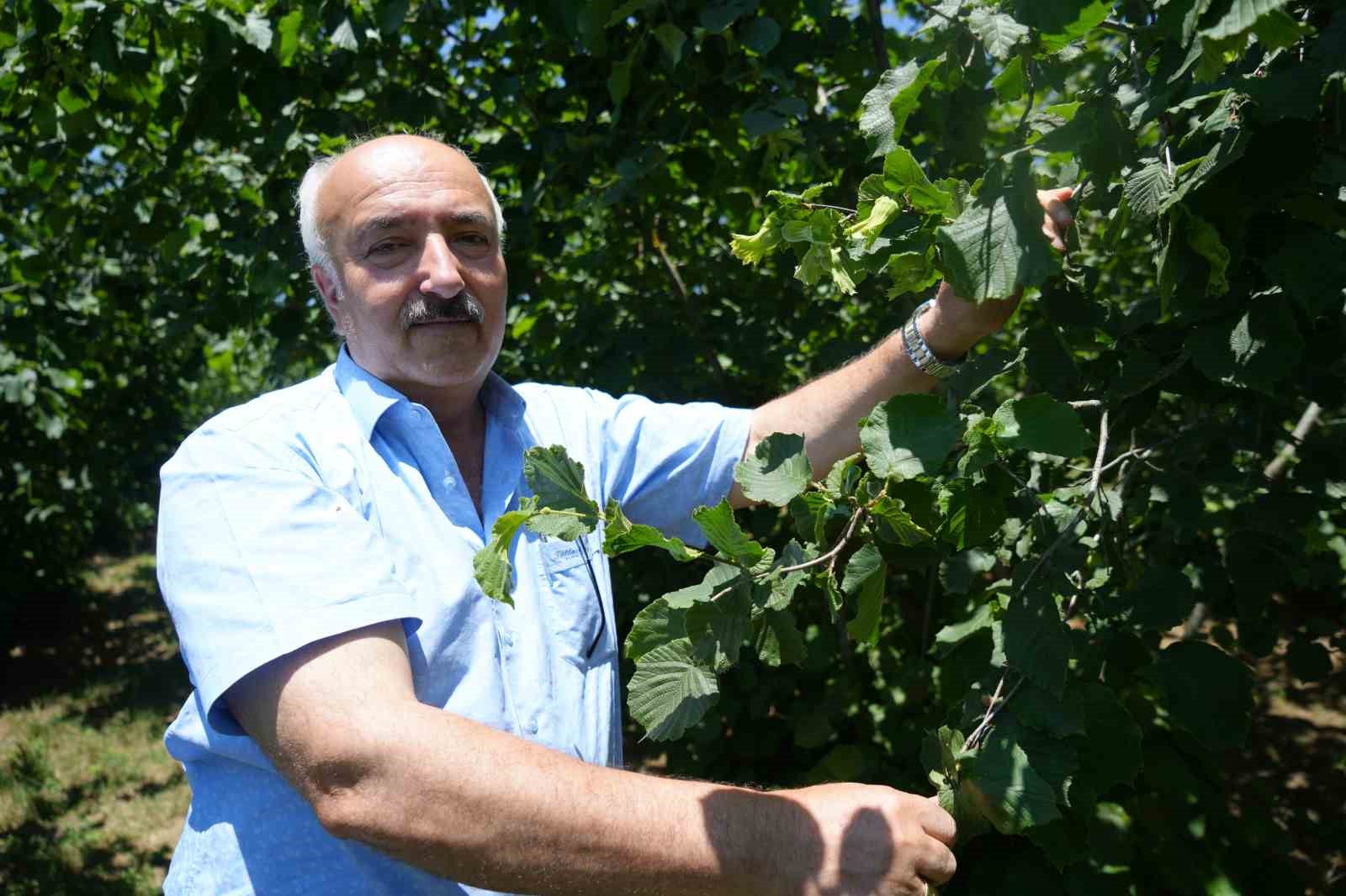 Samsun’un fındıkta hedefi bu yıl da birincilik