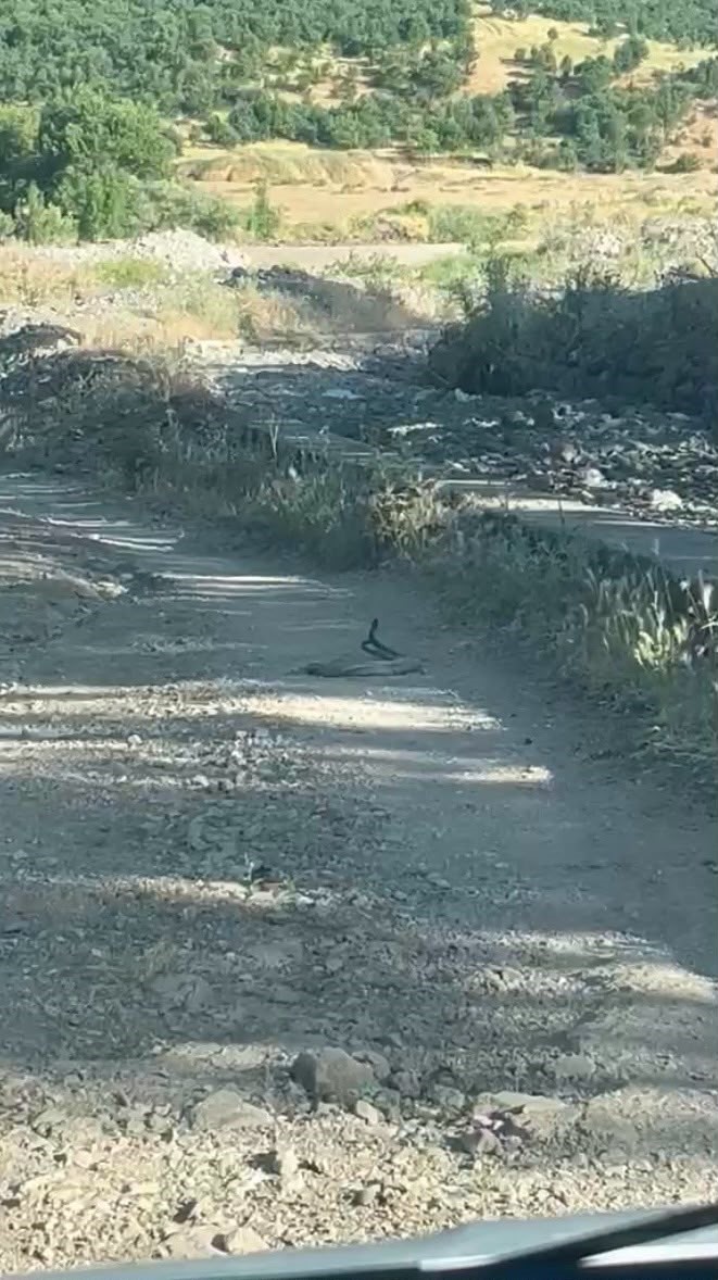 Bingöl’de iki yılanın dansı görüntülendi