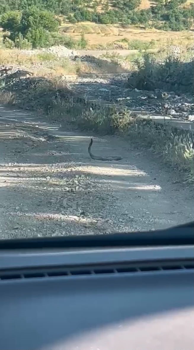 Bingöl’de iki yılanın dansı görüntülendi