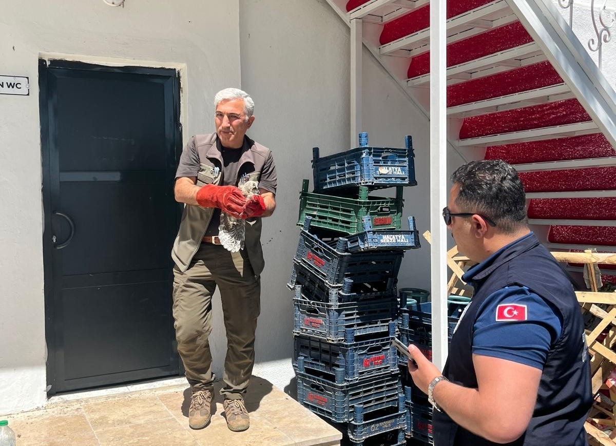 Battalgazi zabıtası, bulduğu yavru baykuşu koruma altına aldı