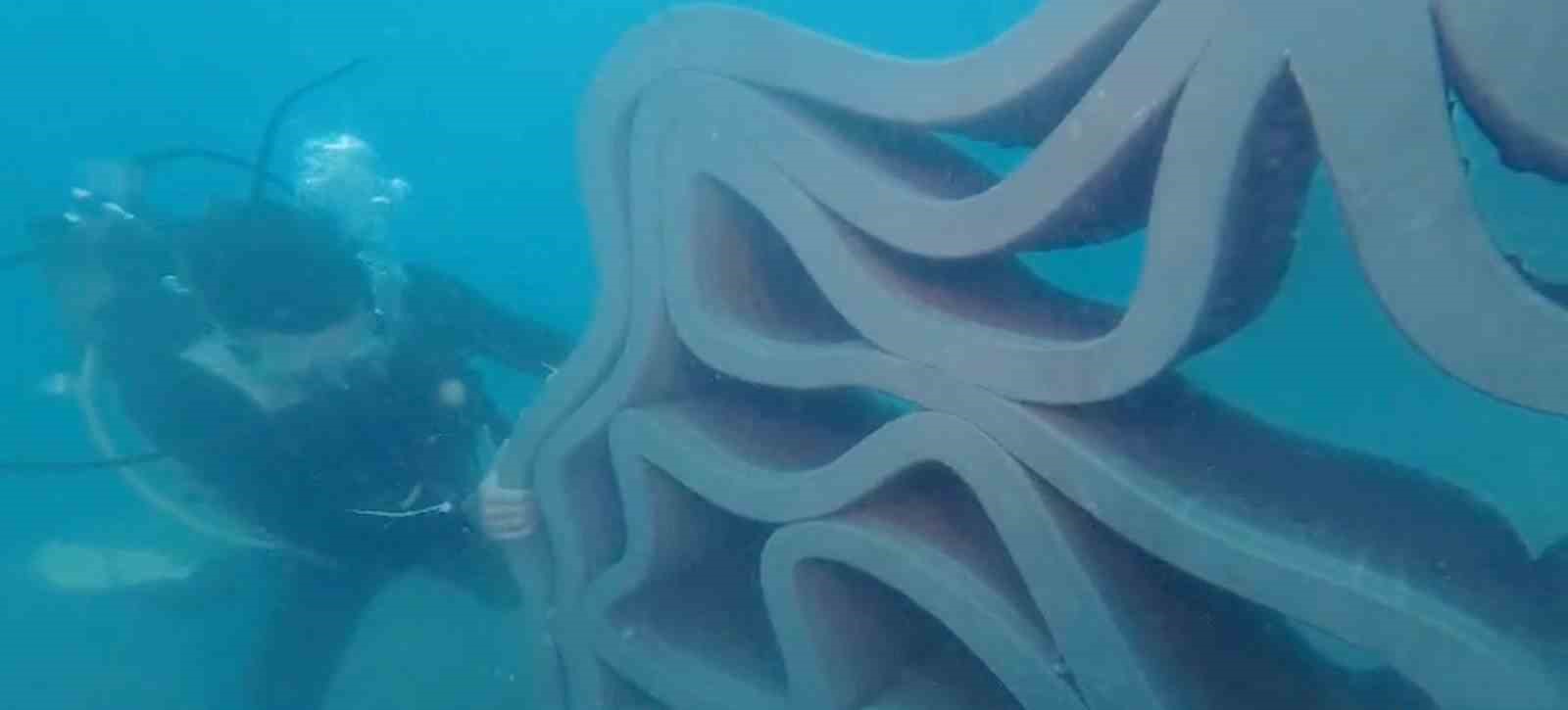 Antalya’da 3D yazıcıyla üretilen yapay resifler denizle buluştu