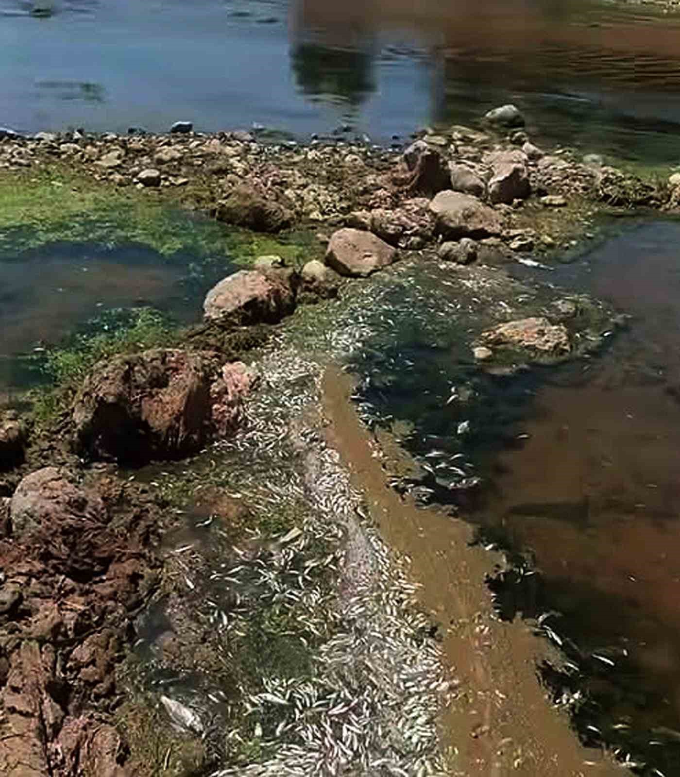 Araban Karasu Çayı’nda tedirgin eden toplu balık ölümleri
