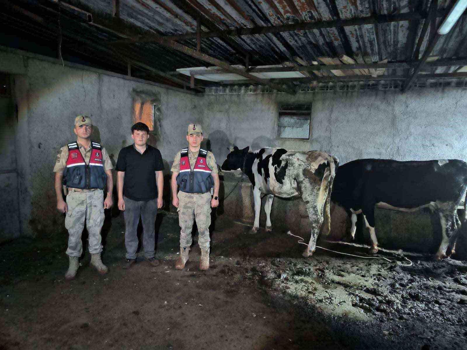 Kayıp büyükbaş hayvanlar jandarma ekiplerince bulundu