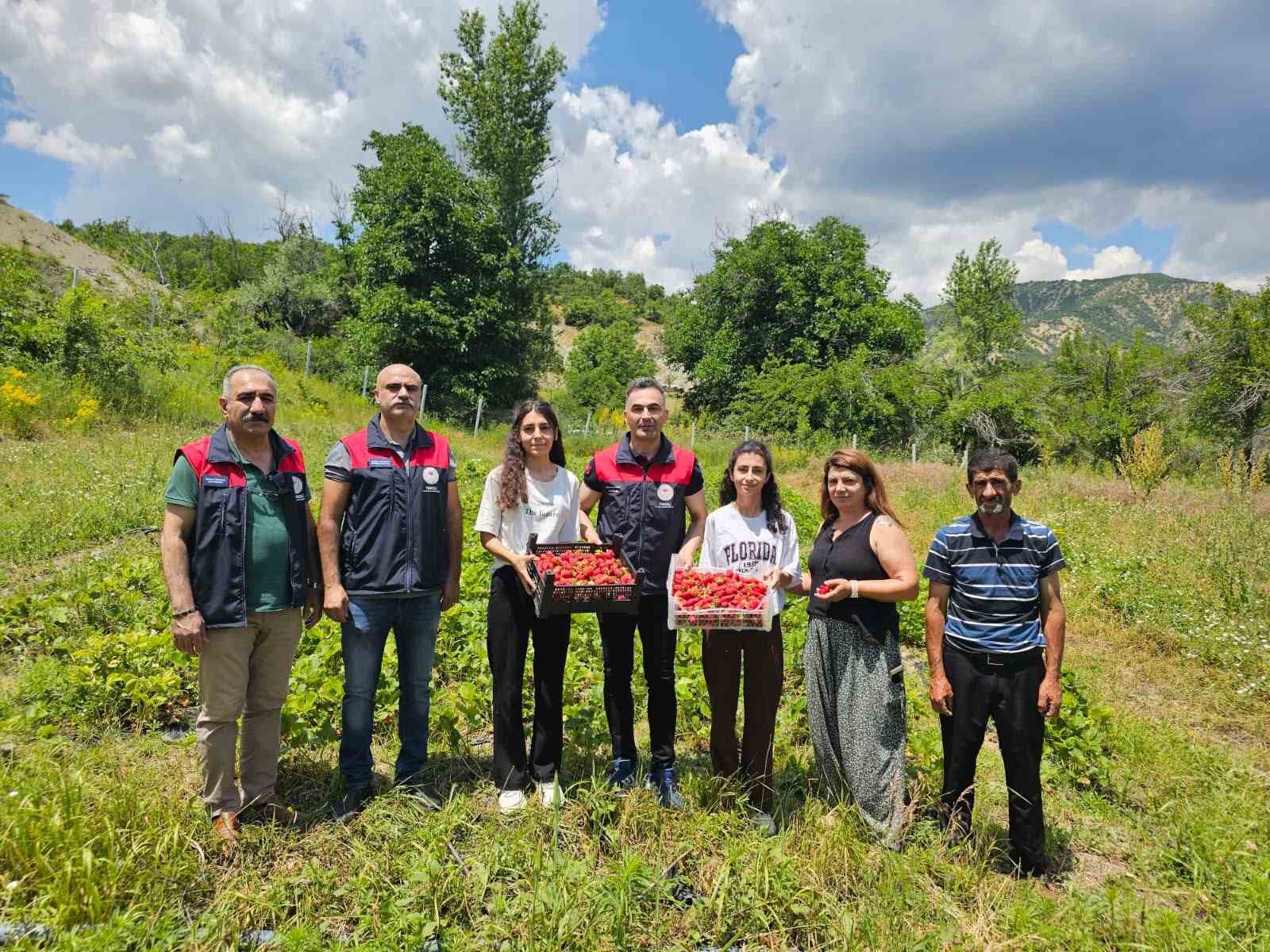Tunceli’de kadın üreticilerin çilek hasadı yüz güldürdü