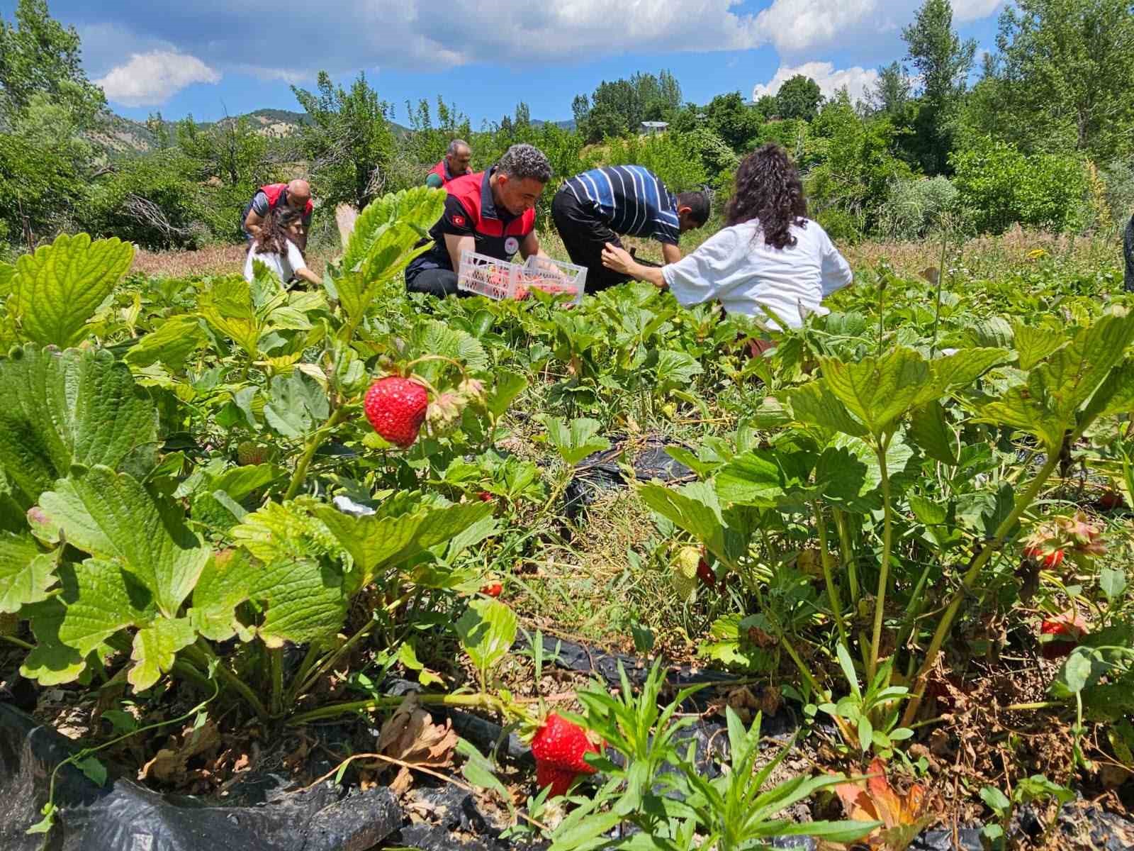 Tunceli’de kadın üreticilerin çilek hasadı yüz güldürdü