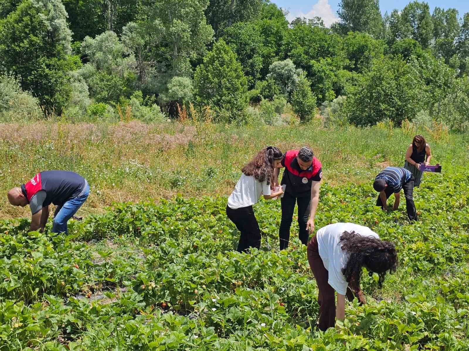 Tunceli’de kadın üreticilerin çilek hasadı yüz güldürdü