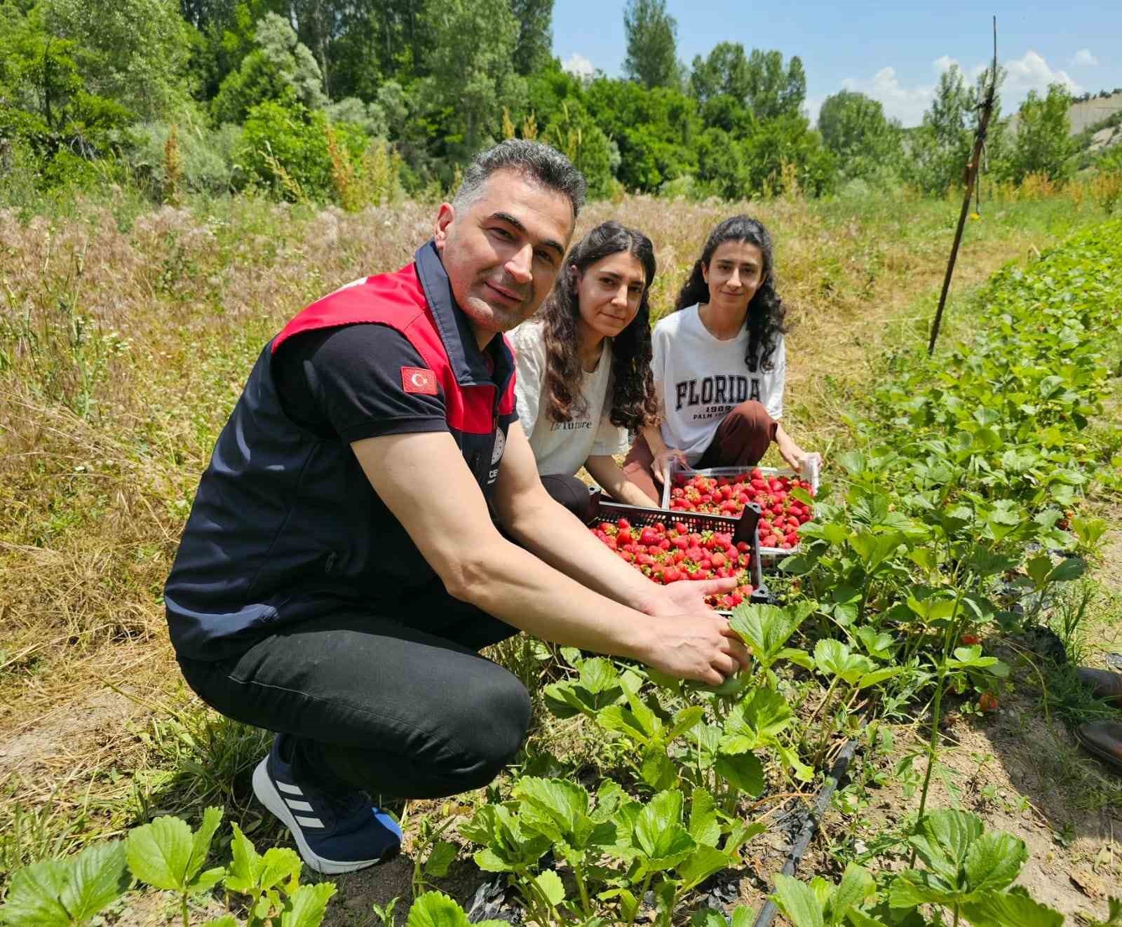 Tunceli’de kadın üreticilerin çilek hasadı yüz güldürdü