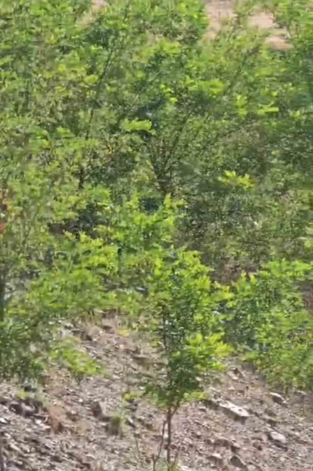 Elazığ’da gökyüzünü kaplayan arı sürüsü kameralara yansıdı