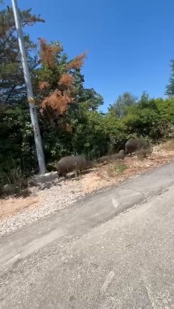 Aç kalan domuz sürüsü şehre indi