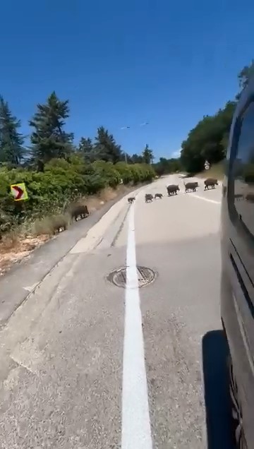 Aç kalan domuz sürüsü şehre indi