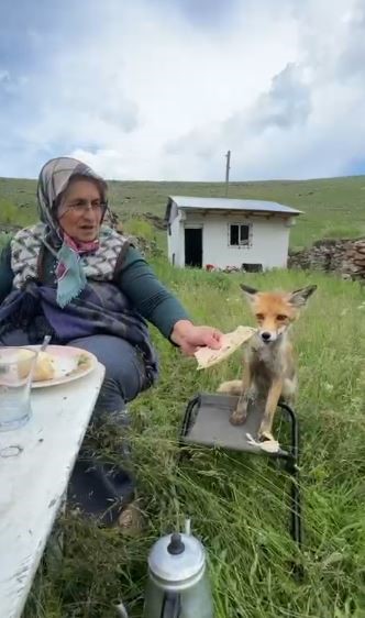 Yaylada Sedriye ninenin sofrasına oturan tilki, ikram edilen ekmeği yemedi
