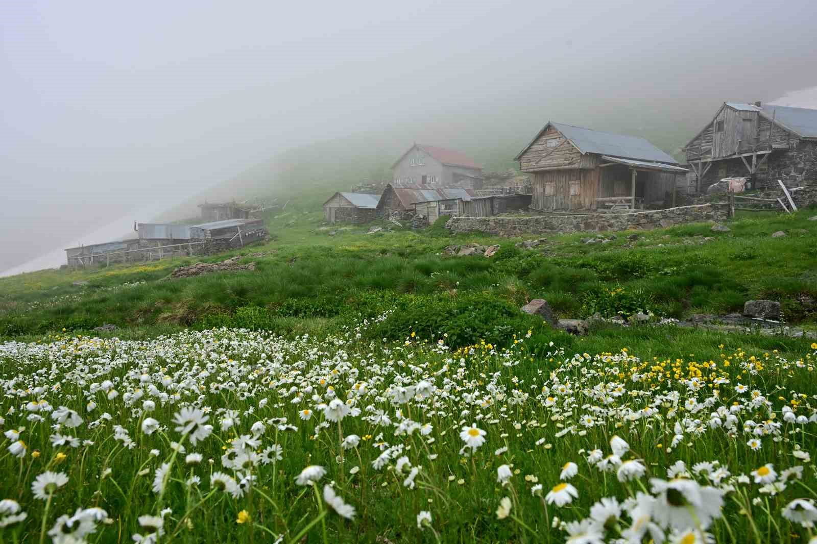 Gümüşhane’de Yılanlı Yaylası papatyalarla kaplandı