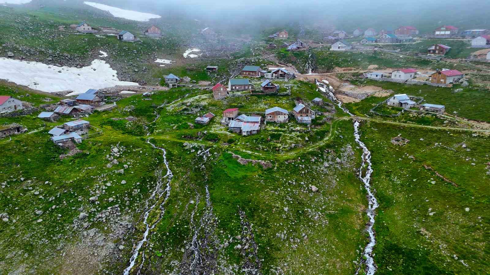 Gümüşhane’de Yılanlı Yaylası papatyalarla kaplandı