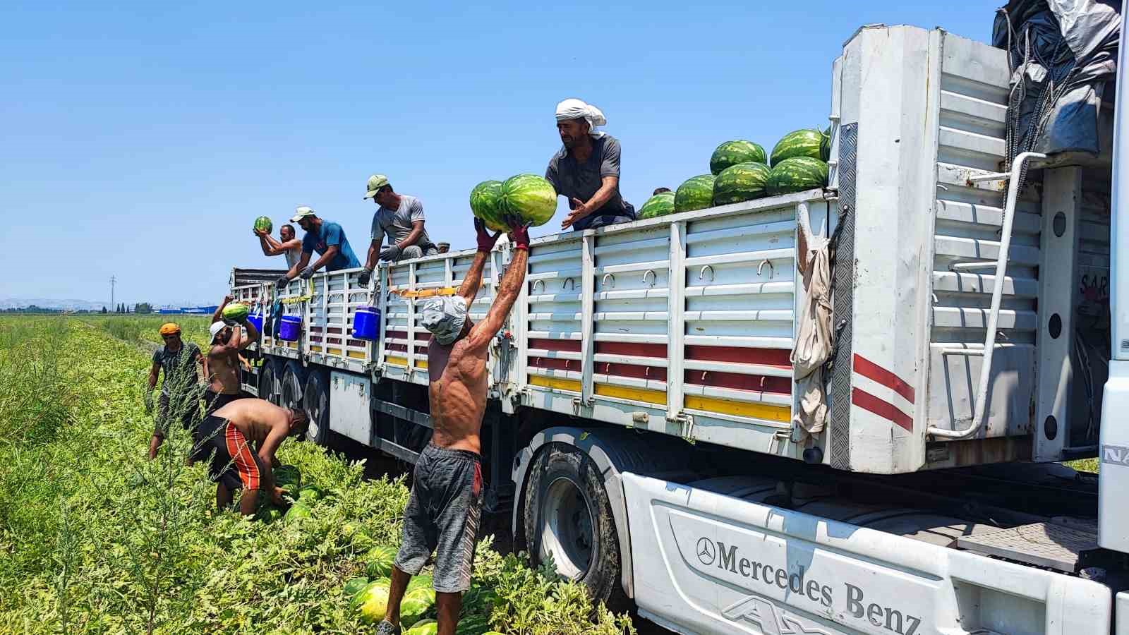 40 derece sıcakta karpuz işçilerinin ekmek mücadelesi