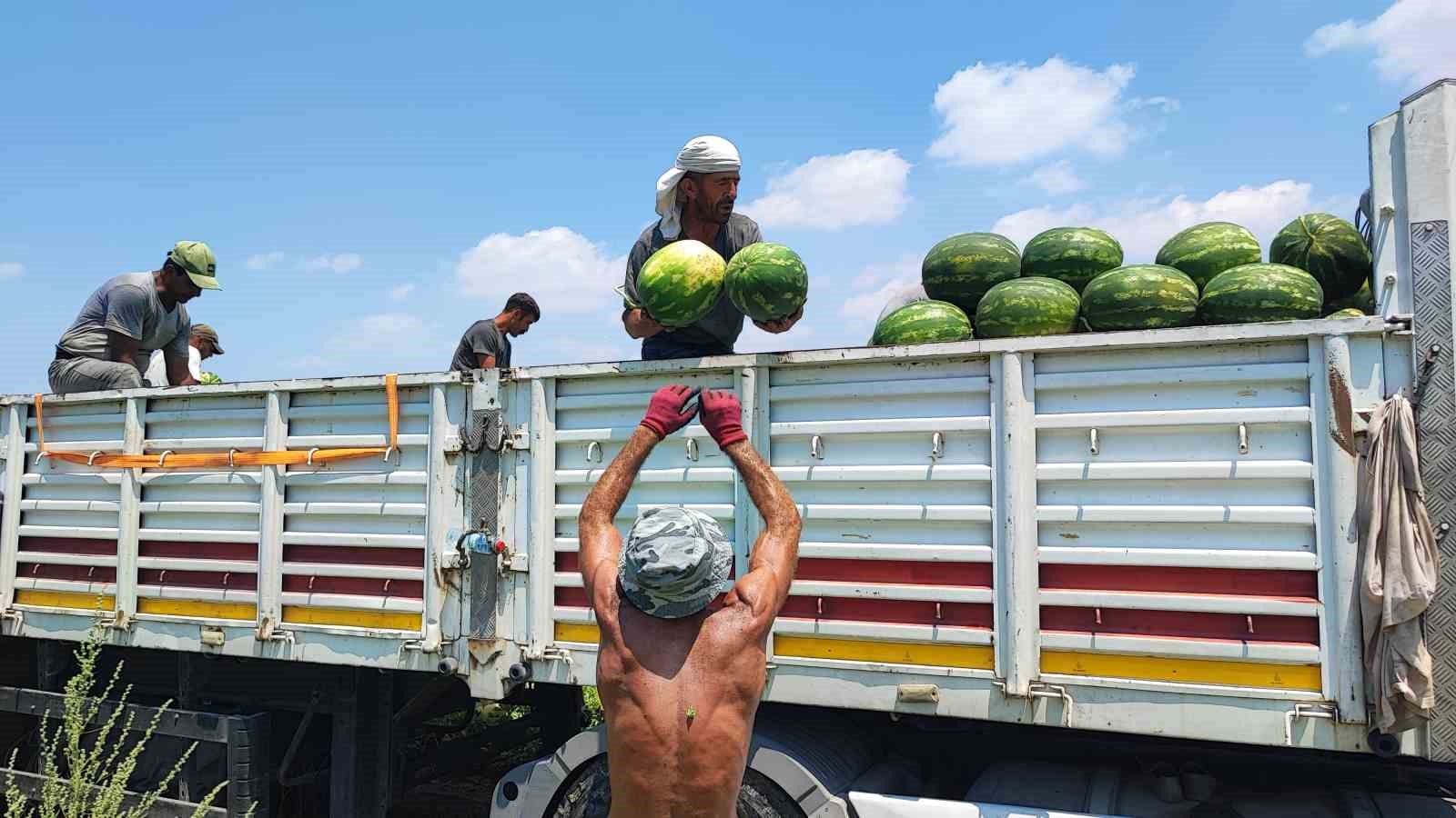 40 derece sıcakta karpuz işçilerinin ekmek mücadelesi