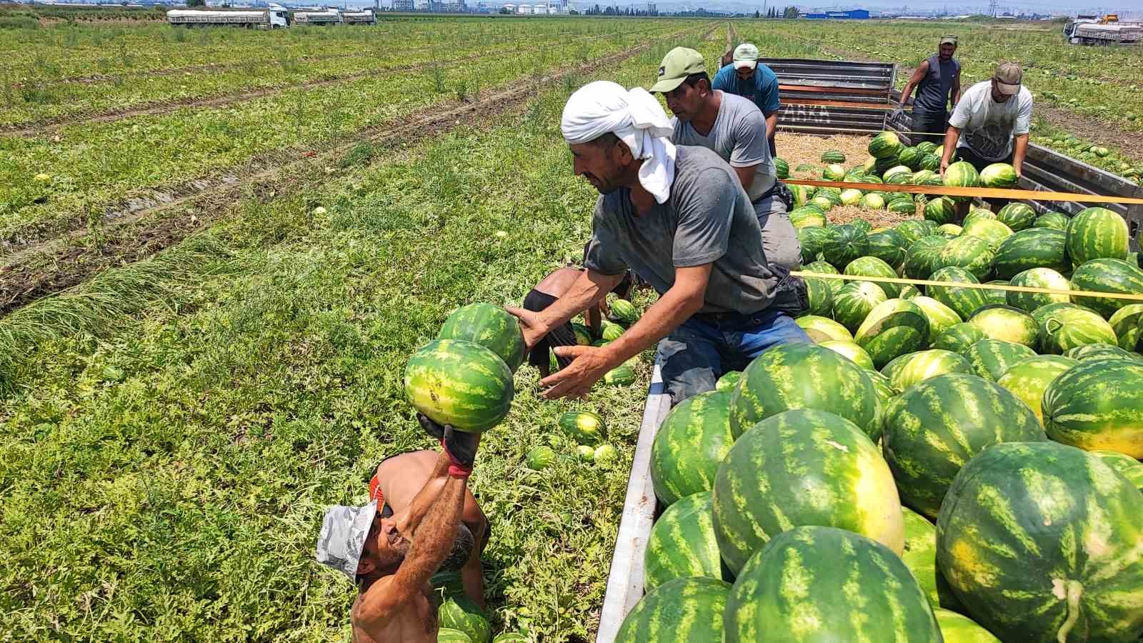 40 derece sıcakta karpuz işçilerinin ekmek mücadelesi