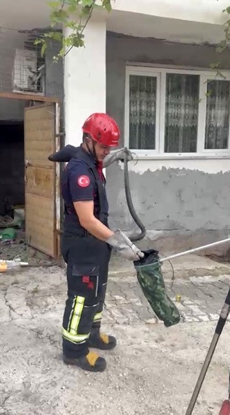 Osmaniye’de evin bahçesinde görülen yılan yakalandı