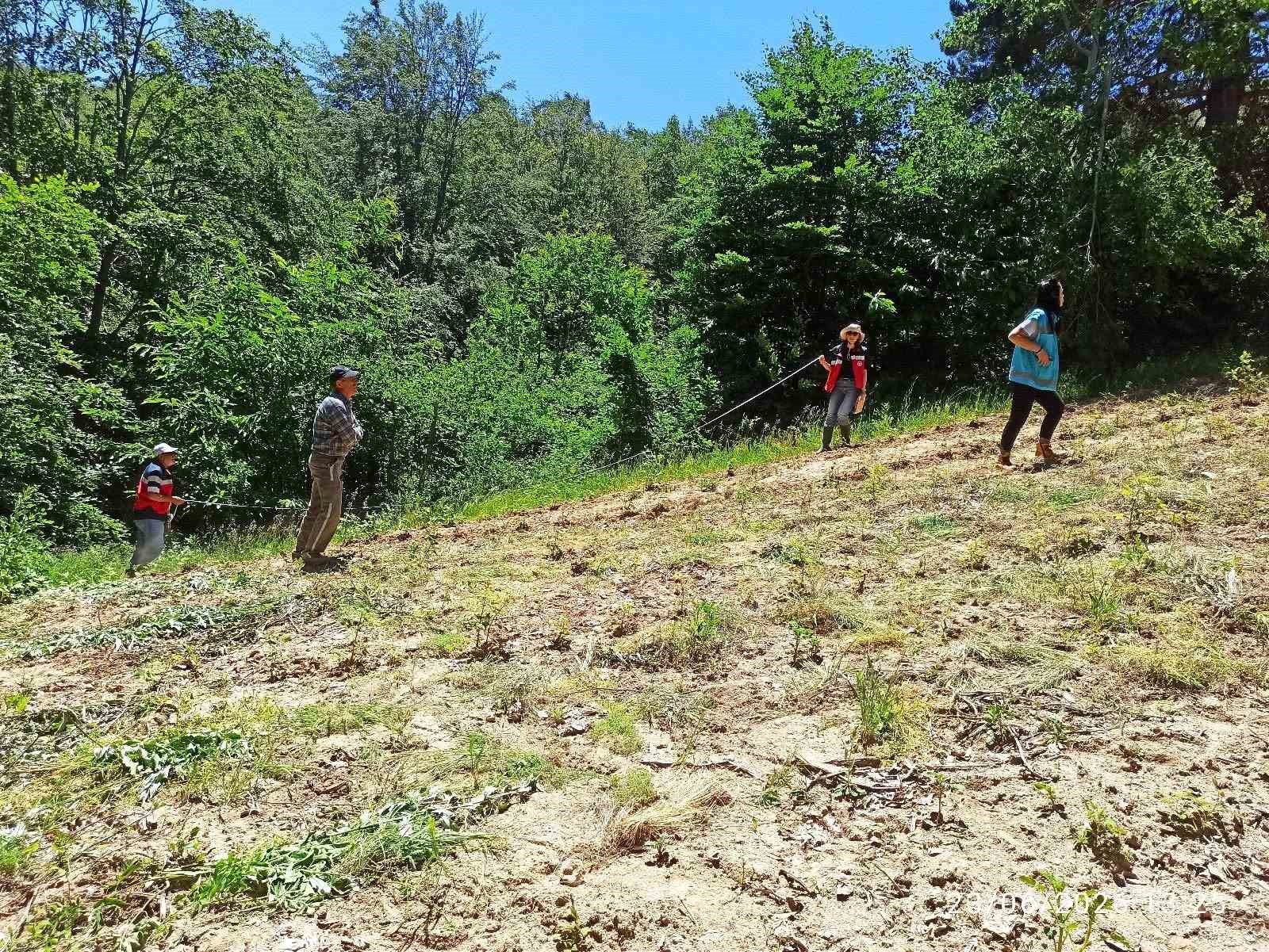 Domaniç’te ahududu üretim alanlarında saha kontrolleri yapıldı
