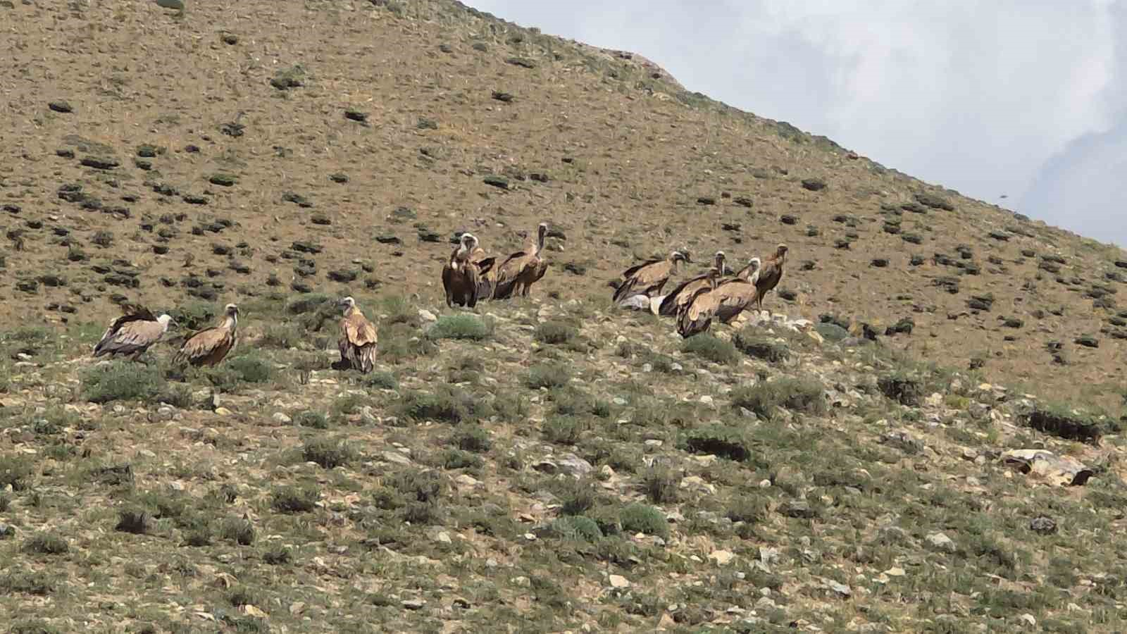 Van’da sürü halinde görülen kızıl akbabalar doğaseverleri heyecanlandırdı