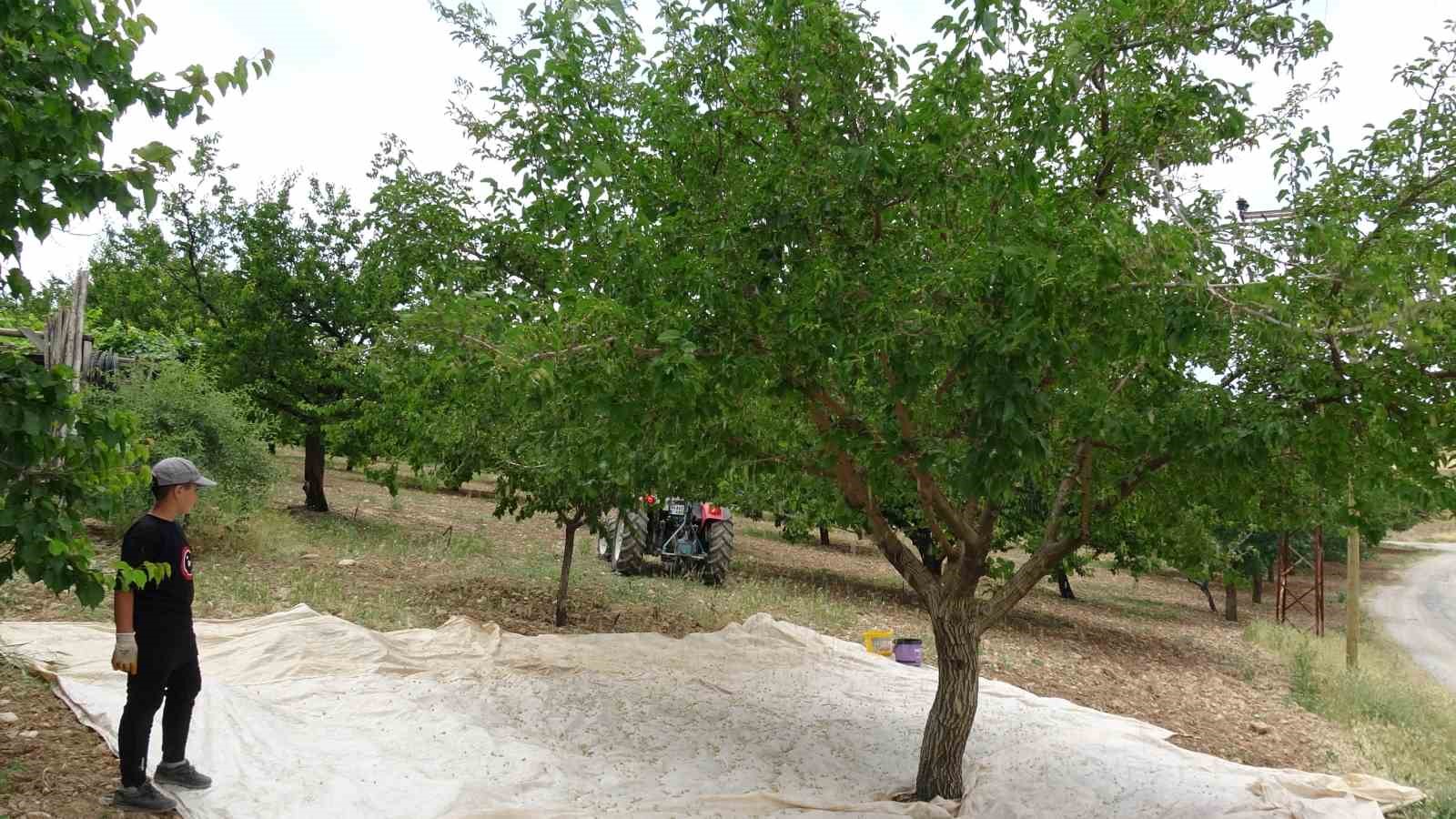 Dut bolluğu pekmez üretimini artırdı