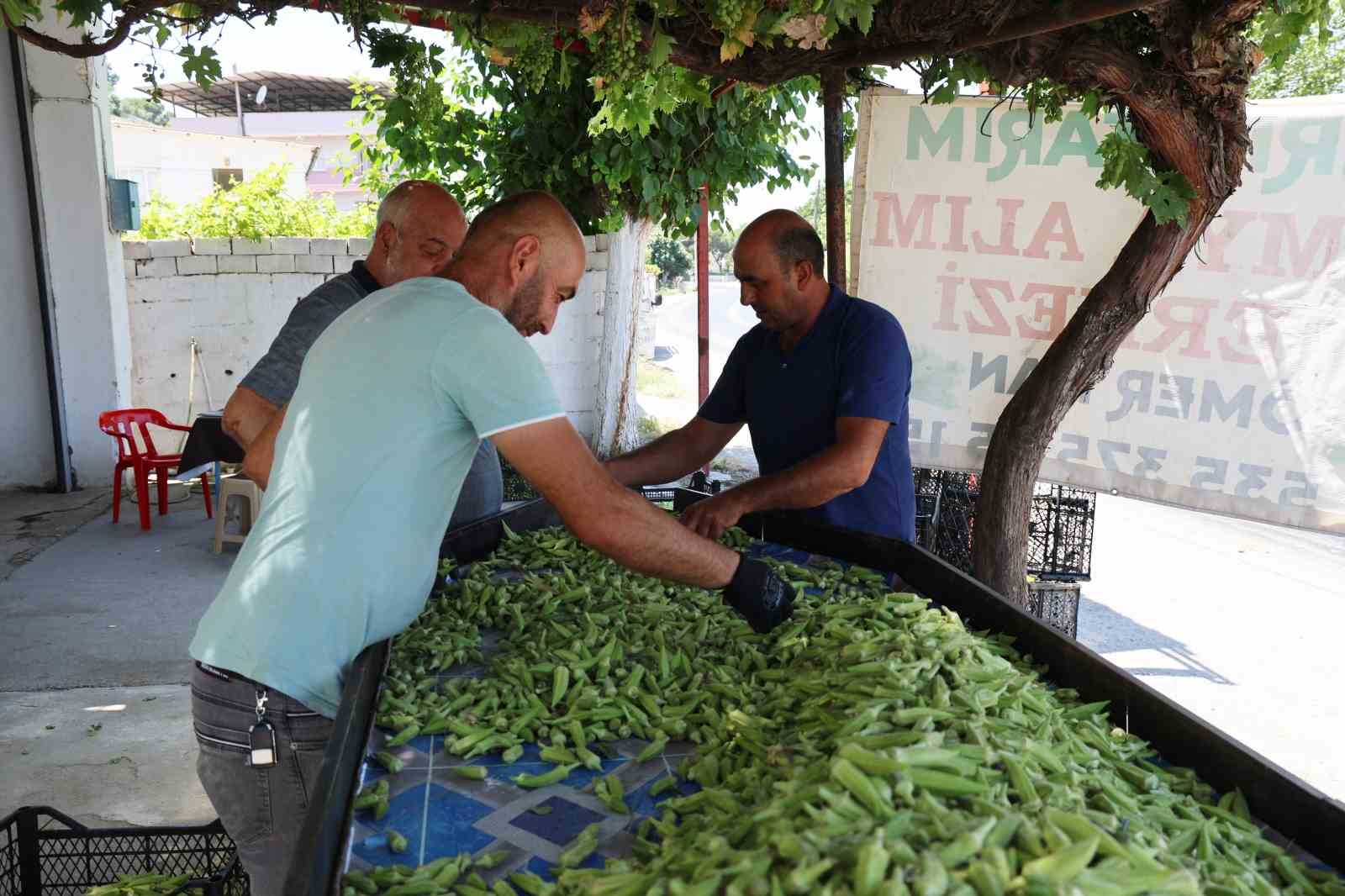 Aydın’ın bamyası Türkiye’nin dört bir yanına gönderiliyor