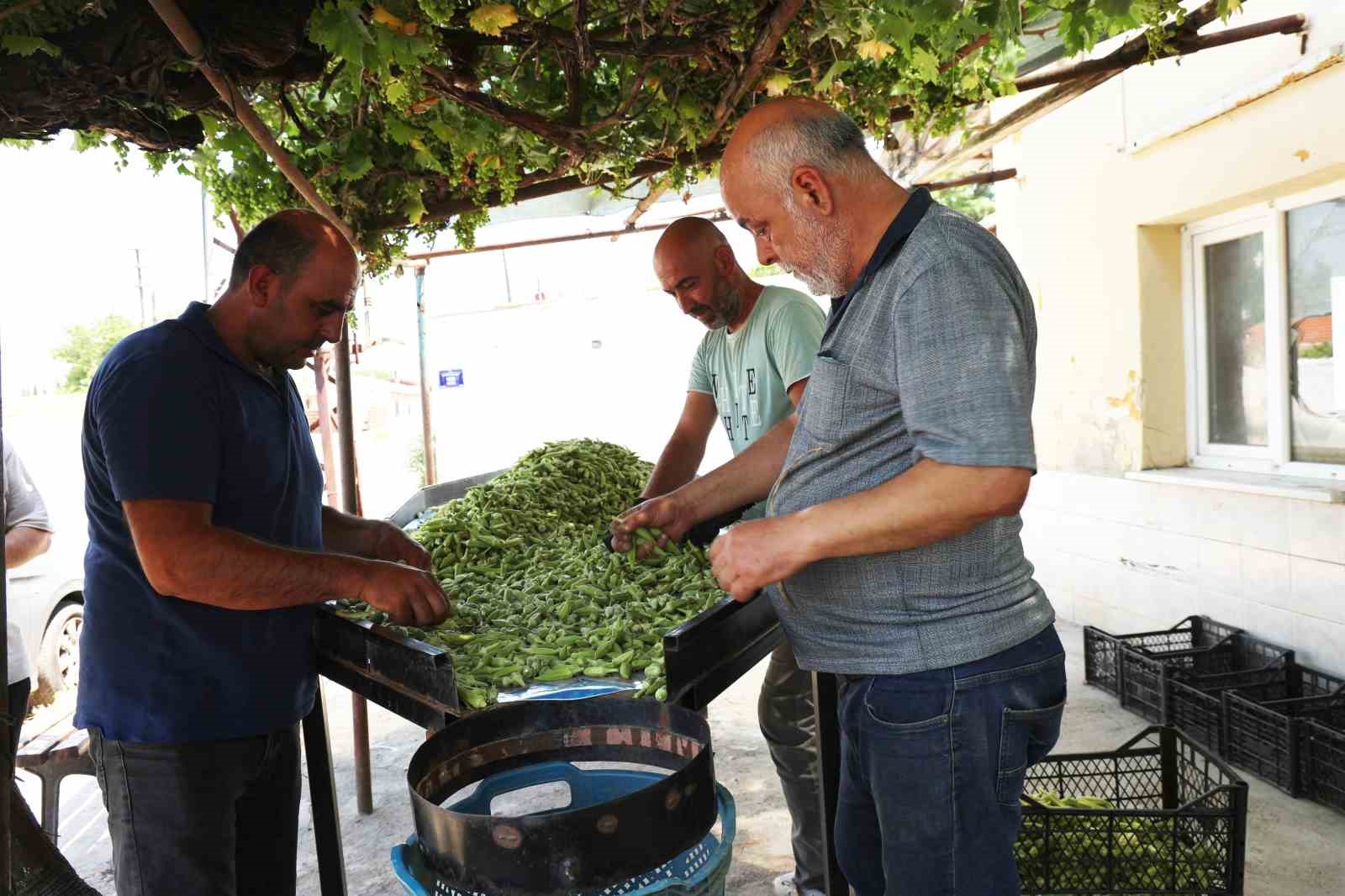 Aydın’ın bamyası Türkiye’nin dört bir yanına gönderiliyor