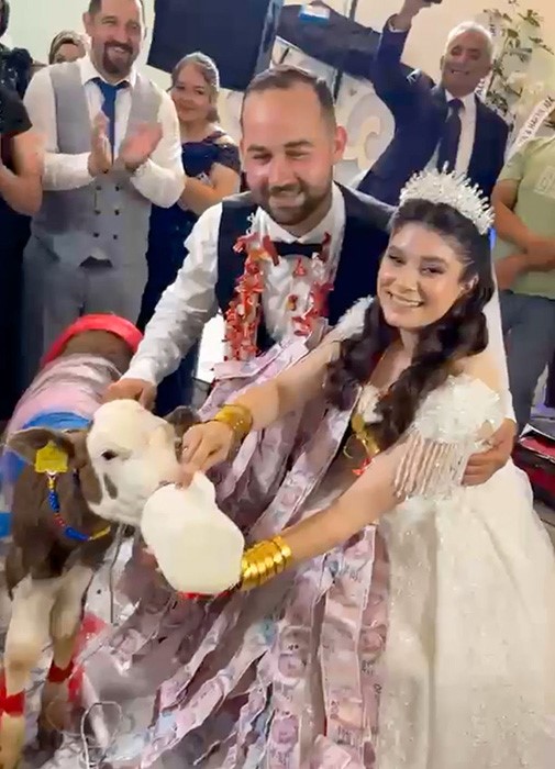 Takı merasiminde altın yerine dişi buzağı hediye edildi