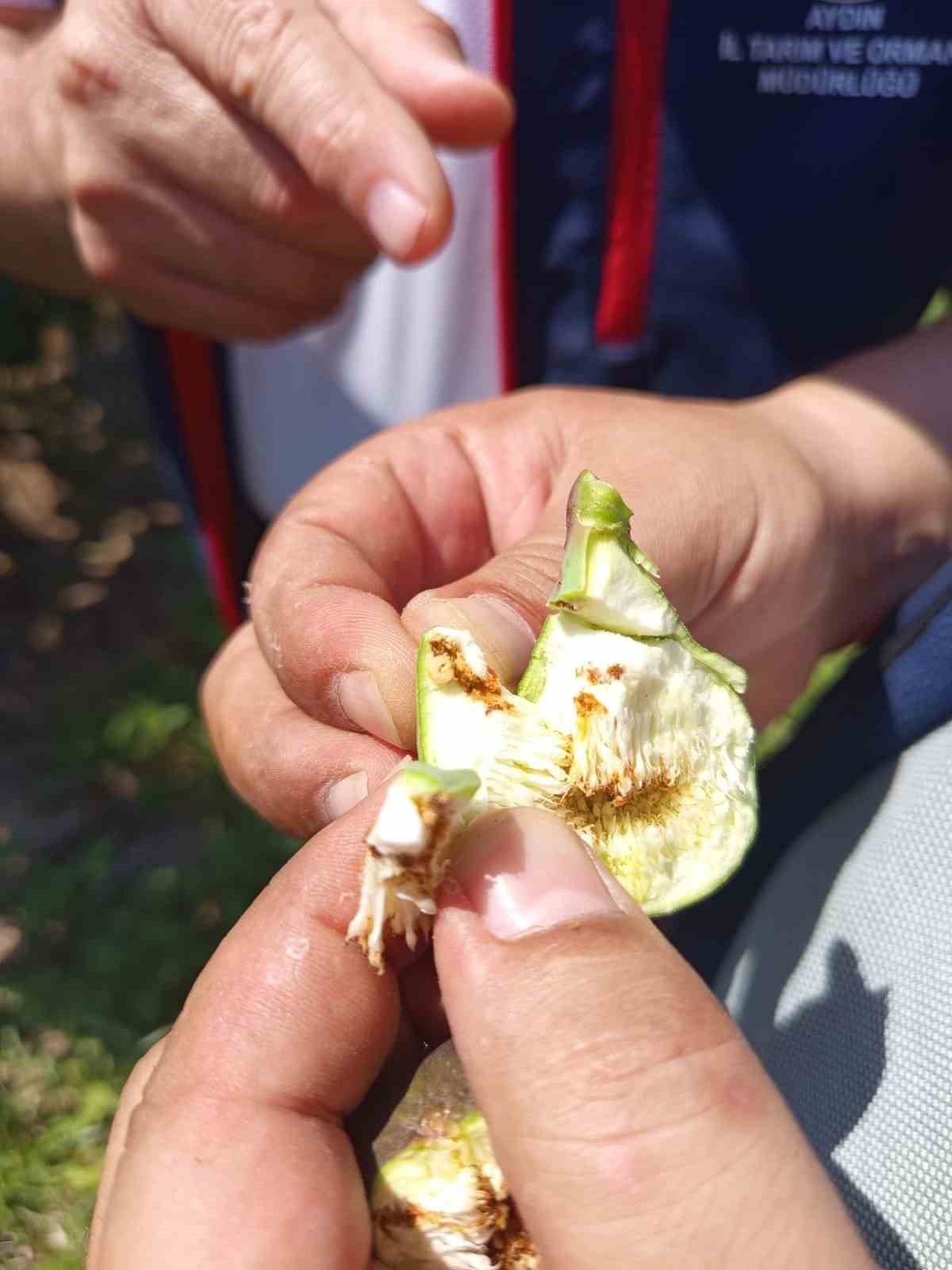 Kuyucak’ta incir üreticilerine zararlı uyarısı