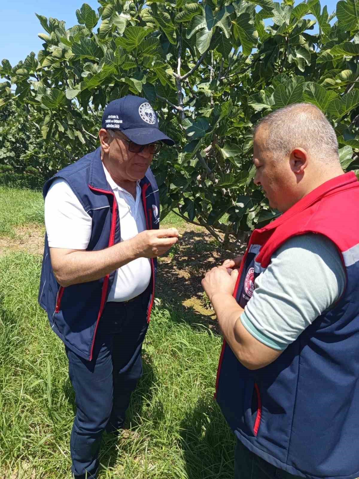 Kuyucak’ta incir üreticilerine zararlı uyarısı