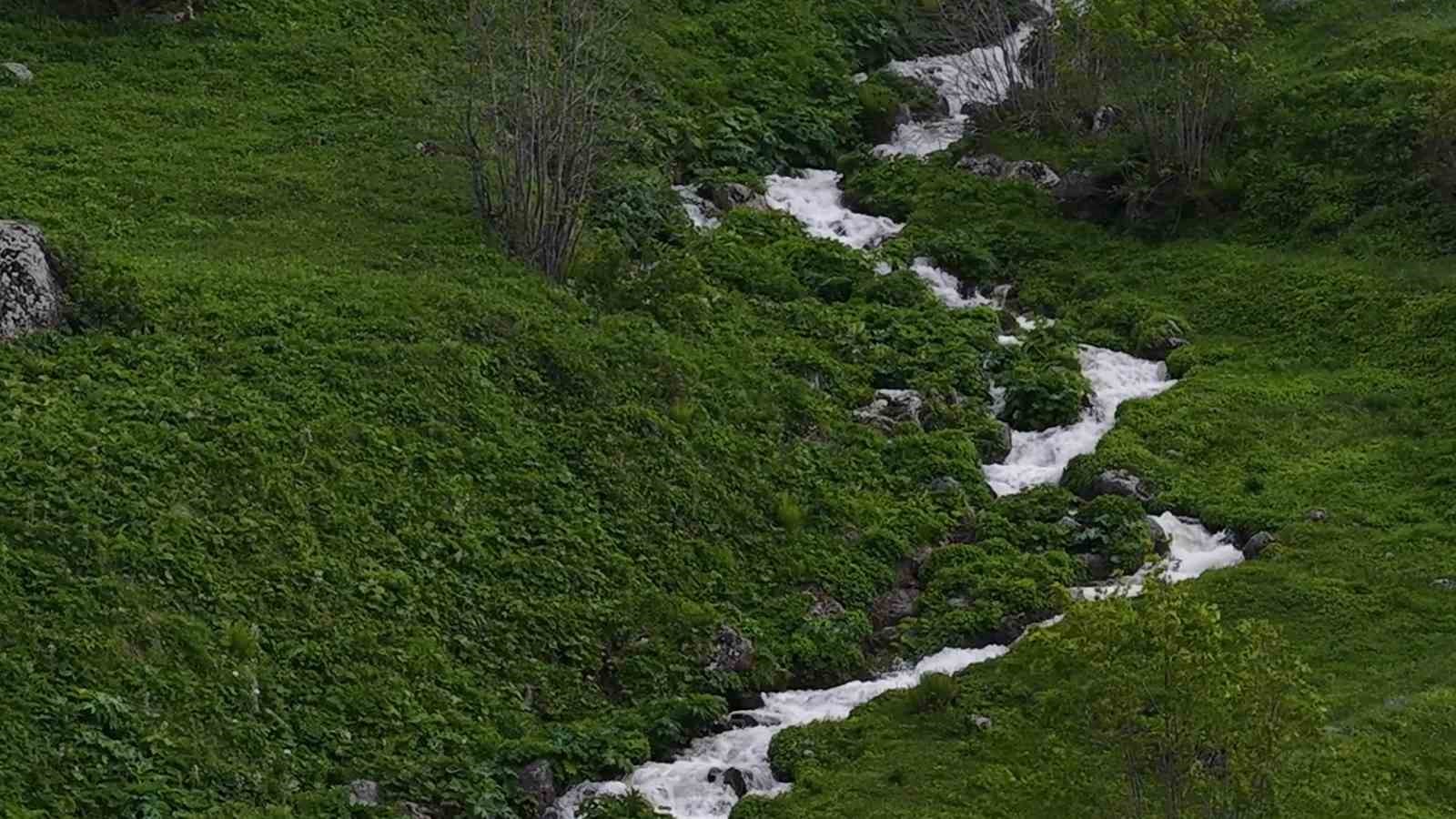 Beyaz örtü kalktı, Rize yaylaları yeşile büründü