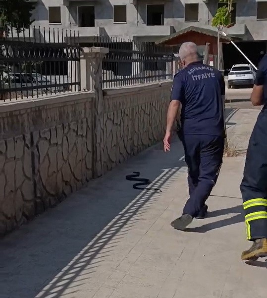 Hastane yanında görülen yılan paniğe neden oldu