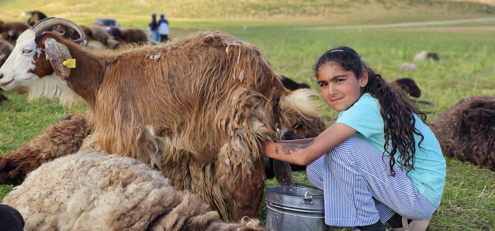 Muş’ta yayla mesaisi başladı: Lezzetli sütün sırrı dağlarda saklı